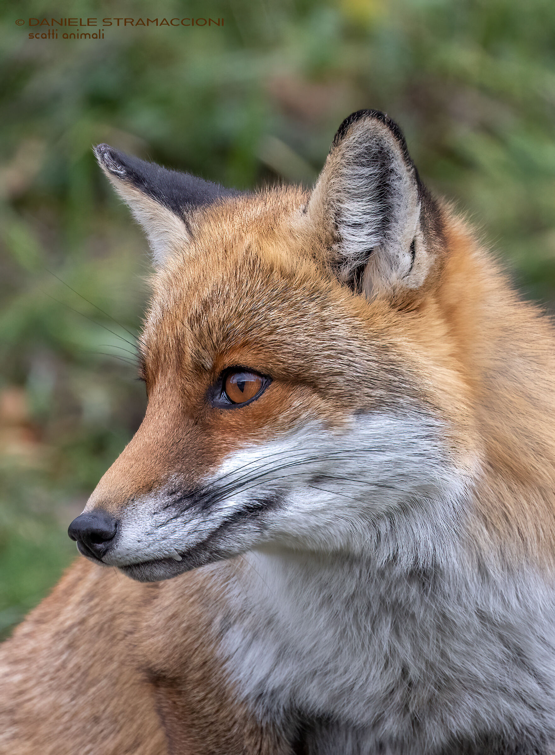 Fox