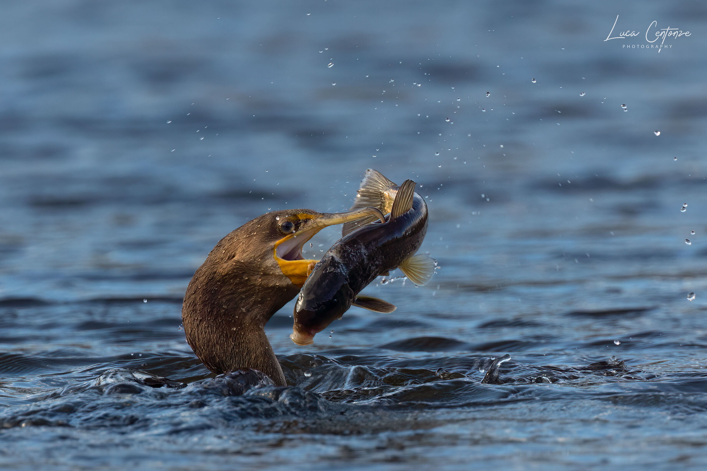 Cormorano con preda (Double crested cormorant)