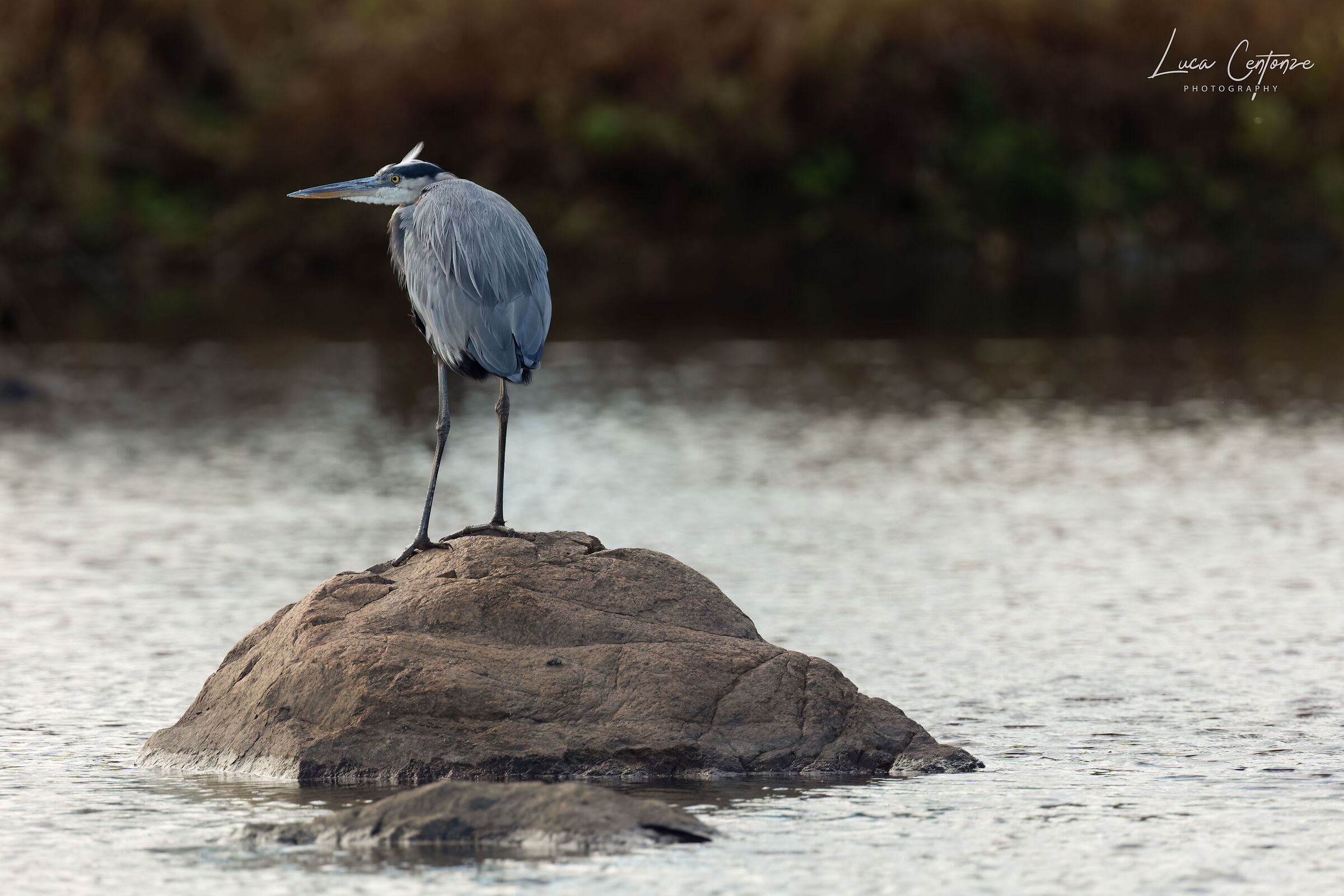 Great Blue Heron (Ardea herodias)