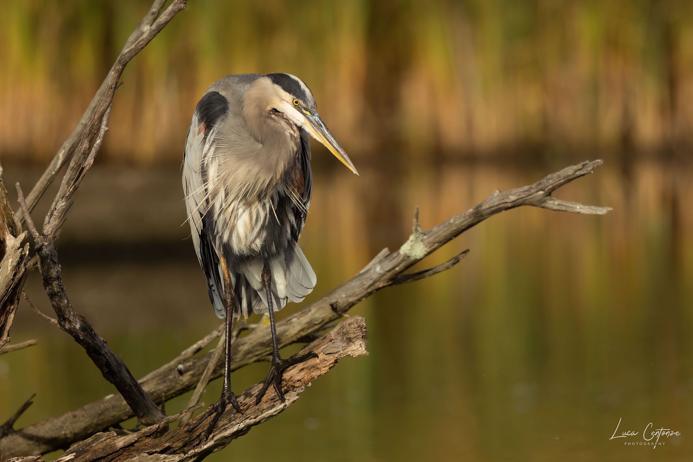 Great Blue Heron (Ardea herodias)