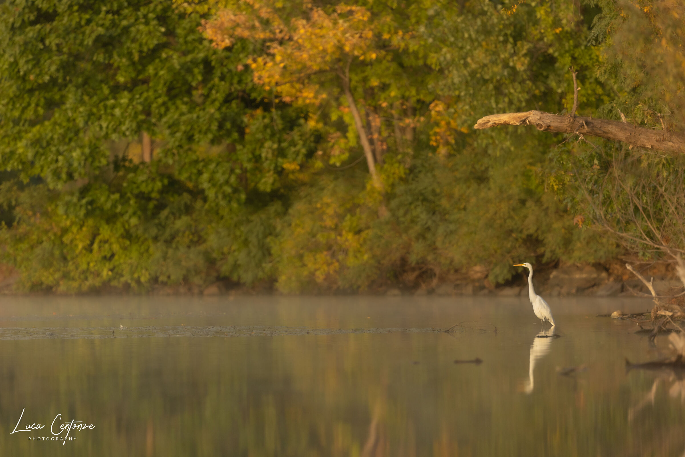 Great Egret (Ardea alba)
