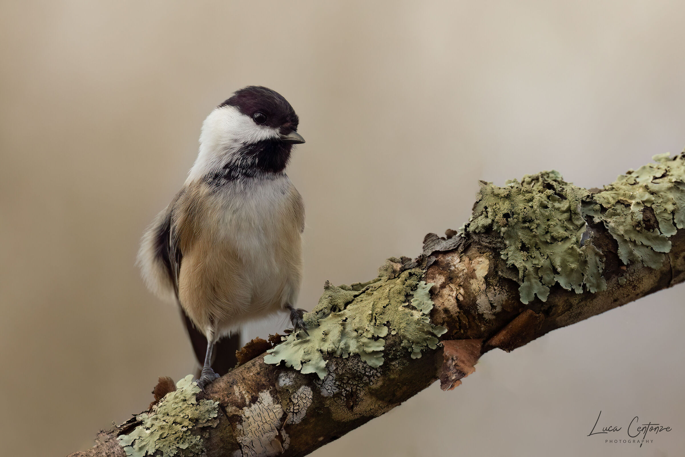 Black Capped Chickadee (Poecile atricapillus)
