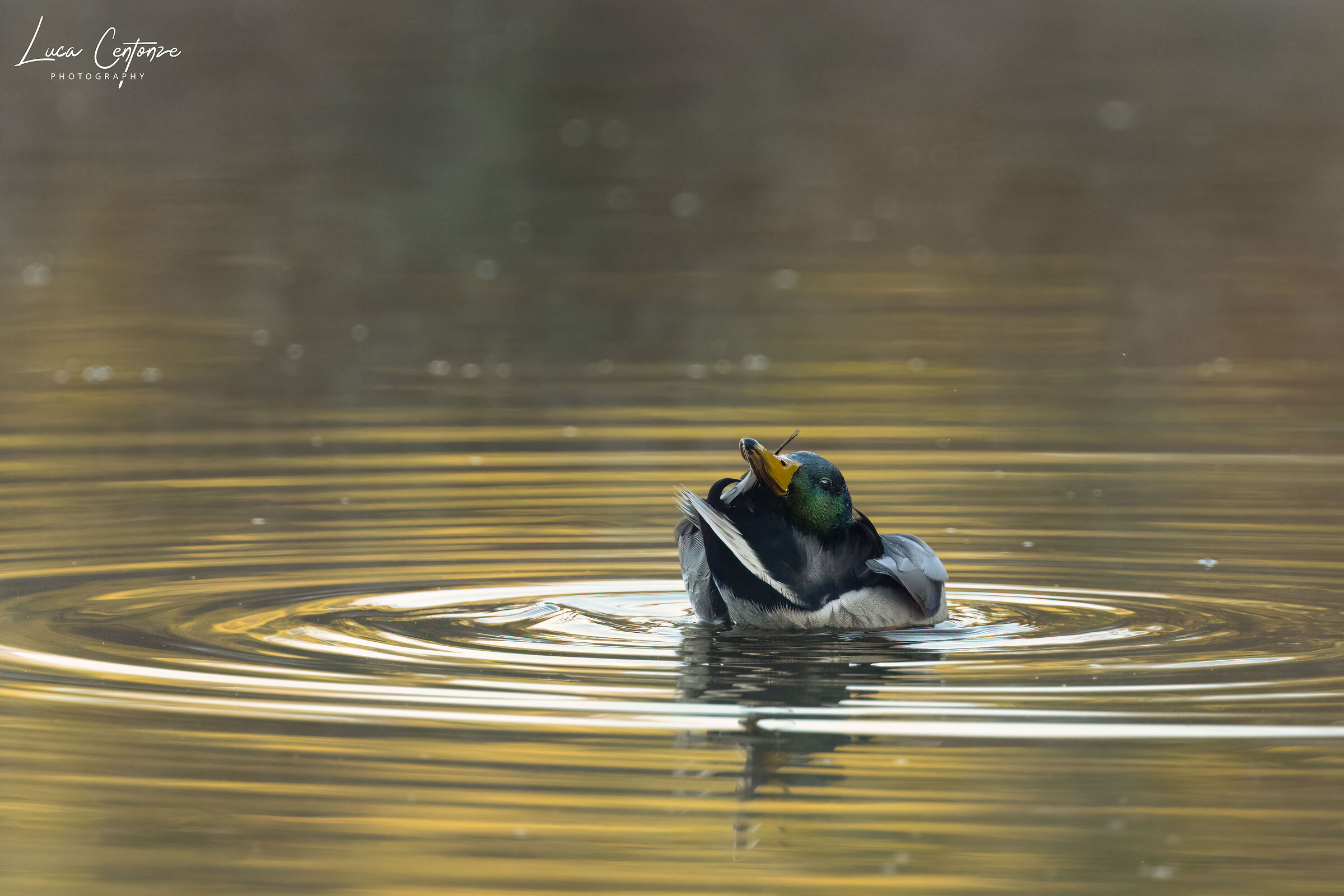 Mallard Duck (Anas platyrhyncos)
