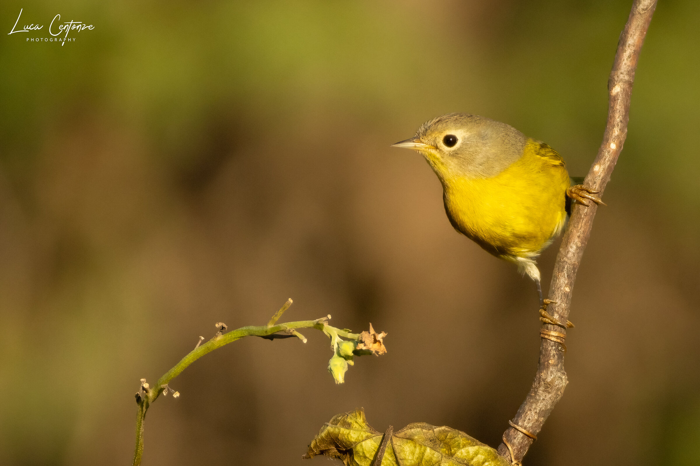 Nashville Warbler (Leiothlypis ruficapilla)