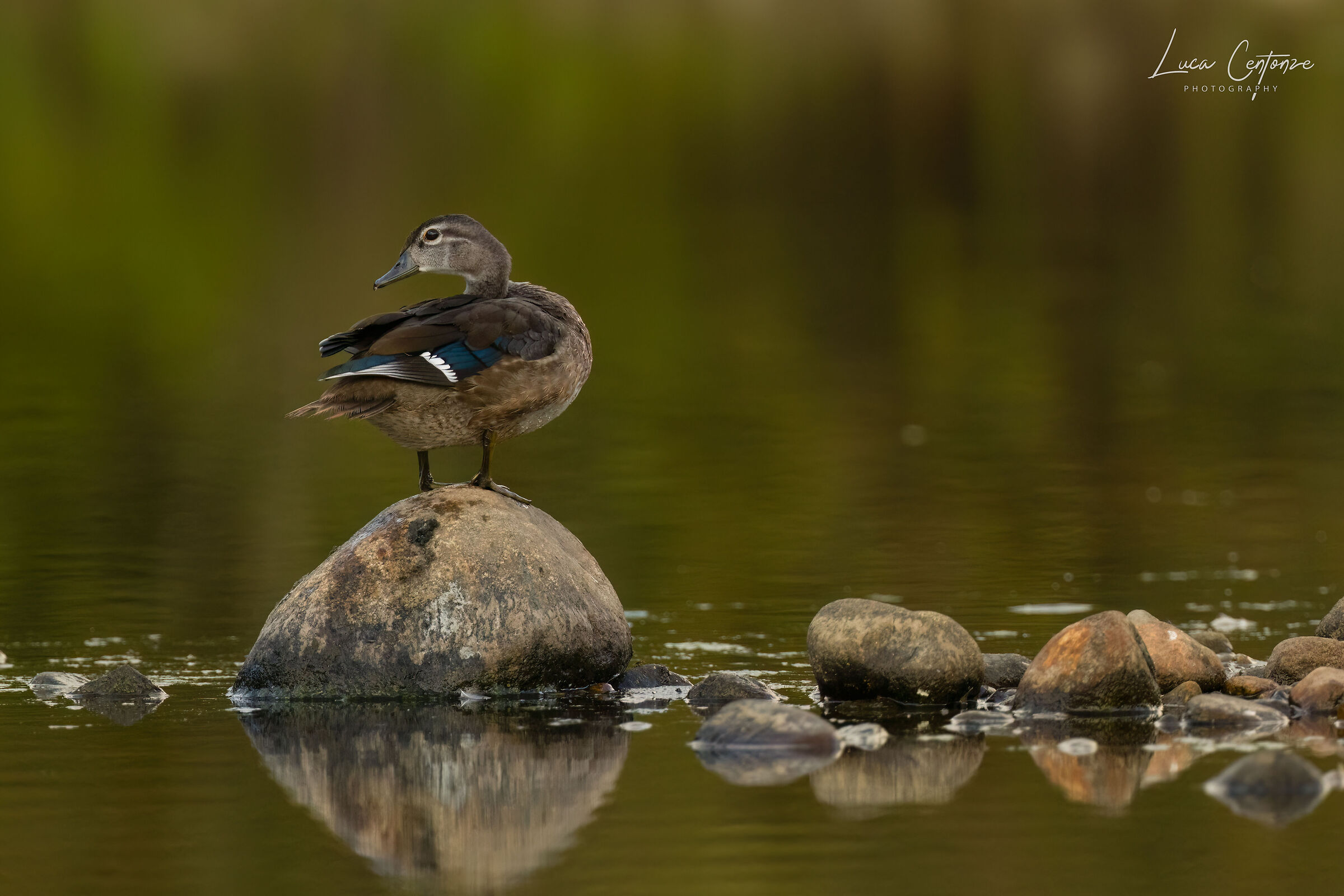 Immature Wood Duck (Aix sponsa)