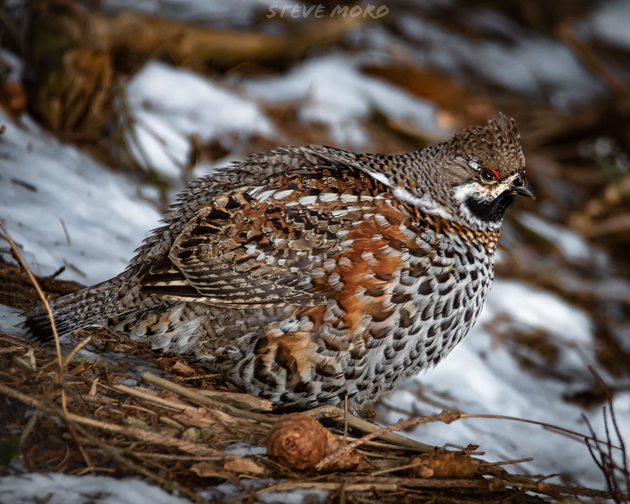 Mountain francolin