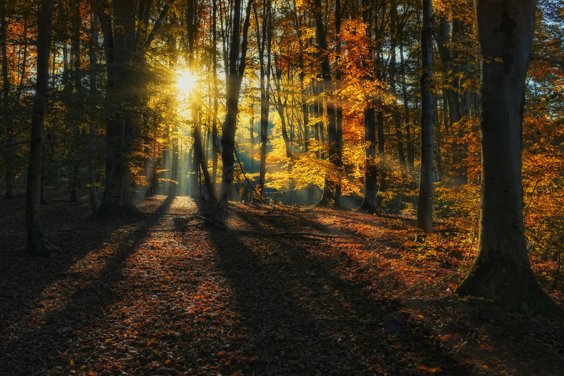 In the heart of a beech forest