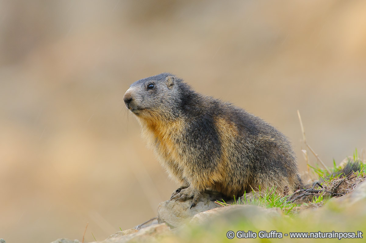 Marmotta
