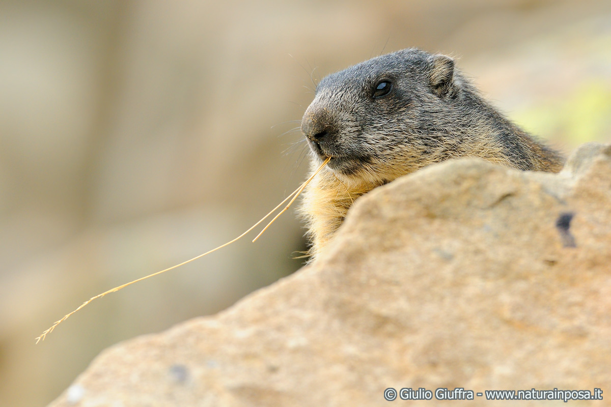 Marmotta
