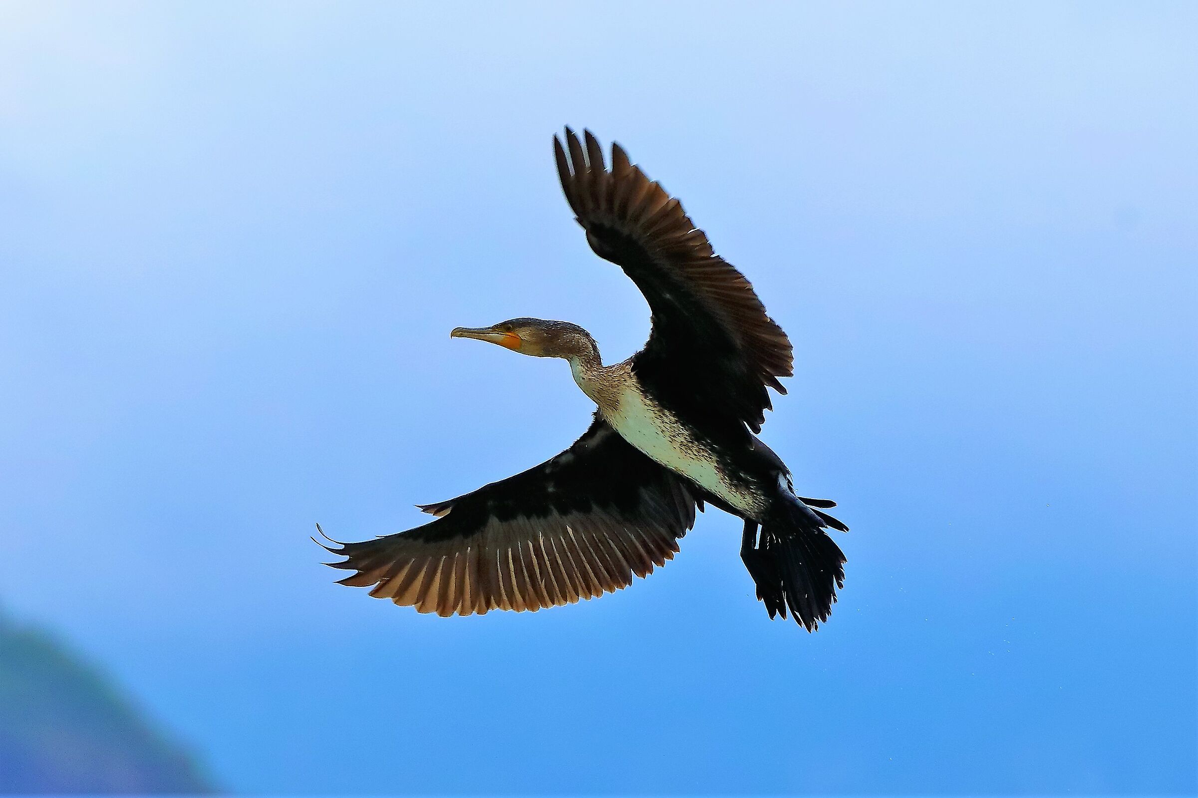 cormorano 30-08-2022