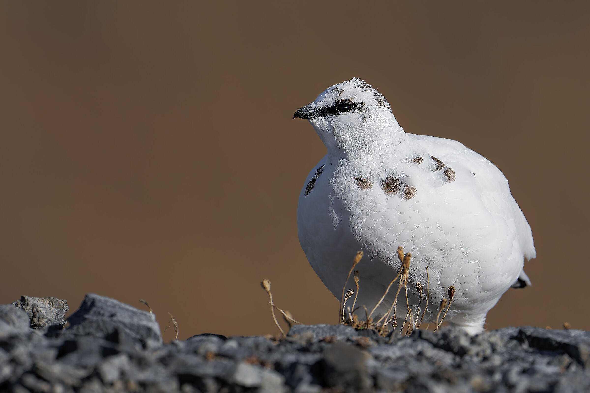 Ptarmigan