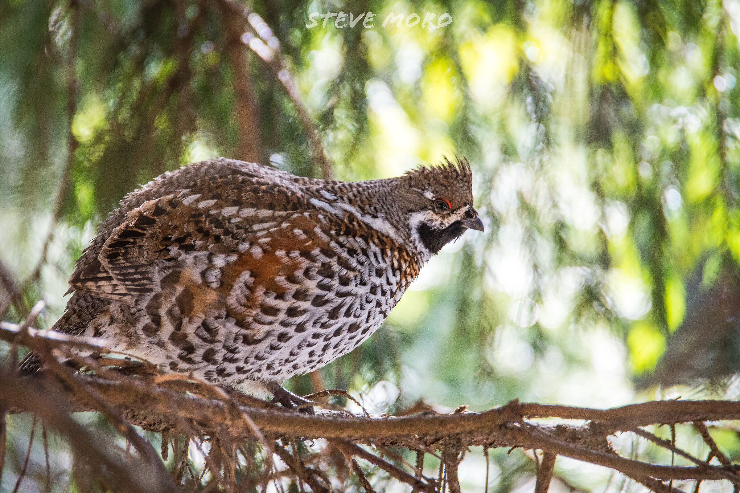 Mountain francolin