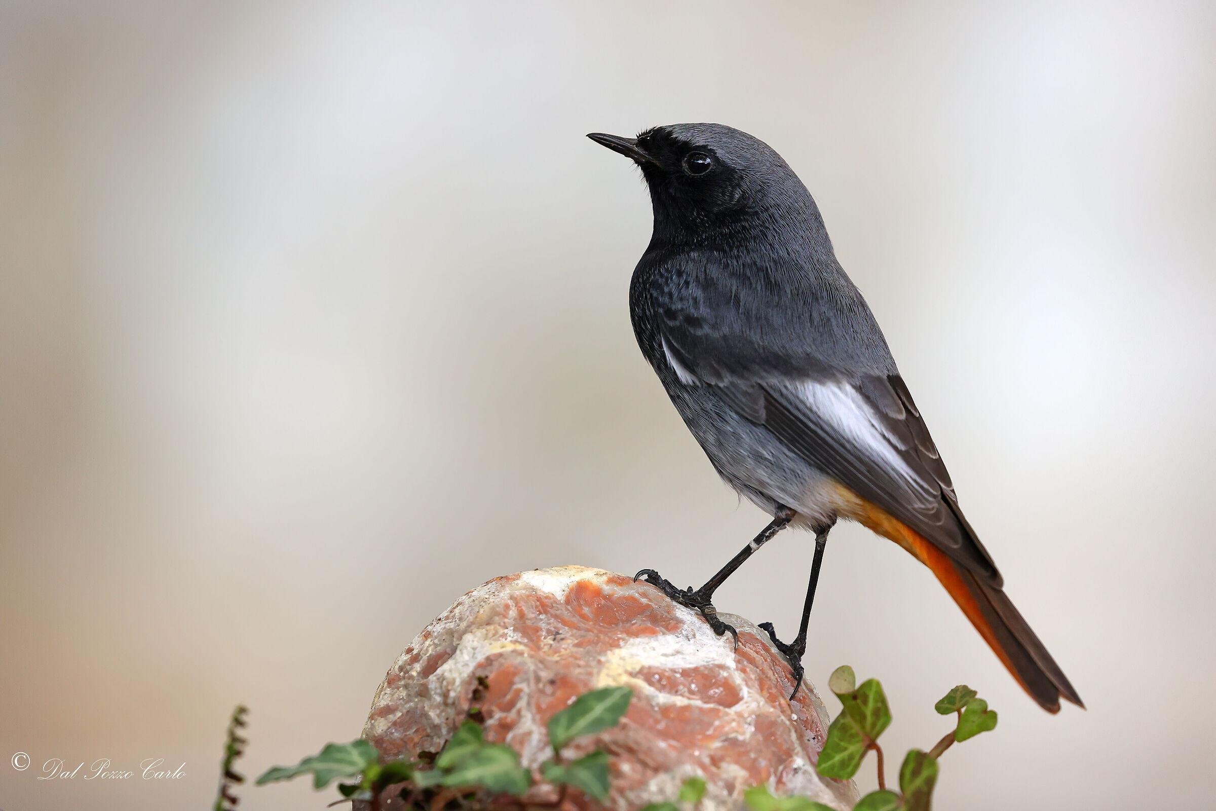 Black redstart