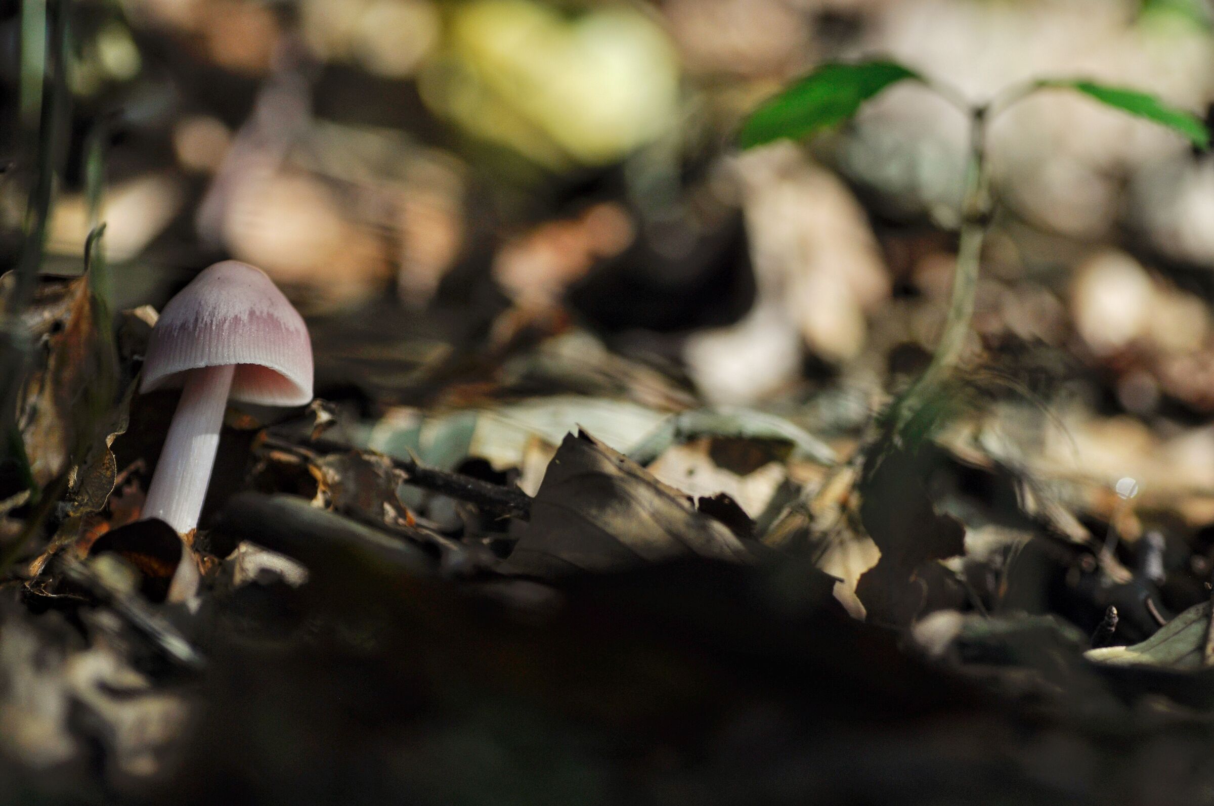 Mycena rosea e rinnovazione