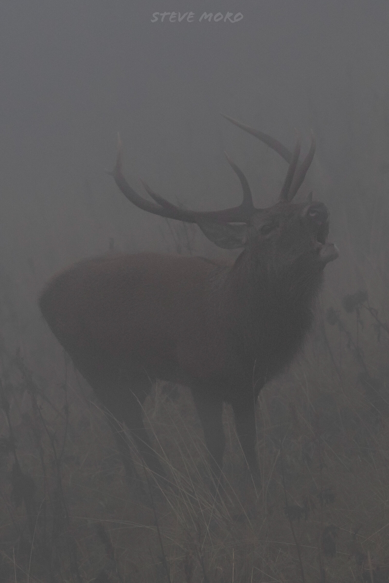 Deer roar