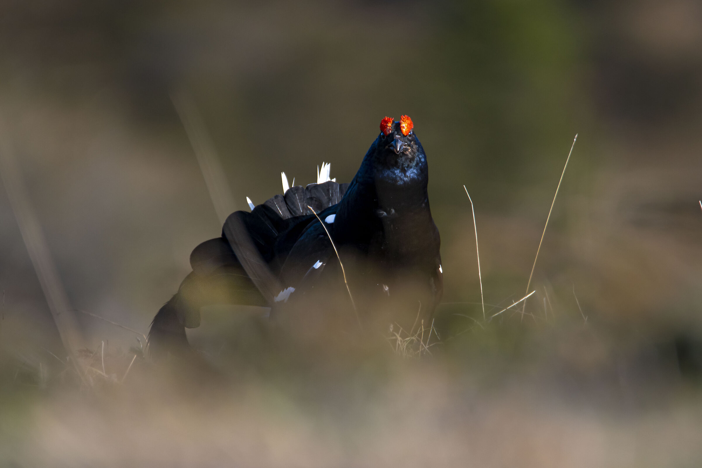 Black grouse