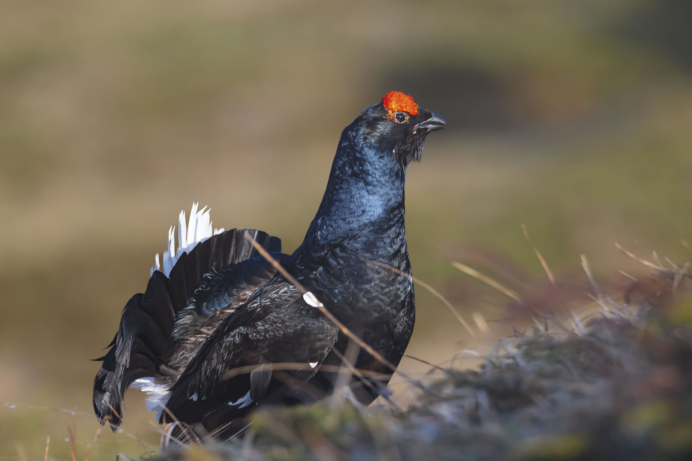 Black grouse