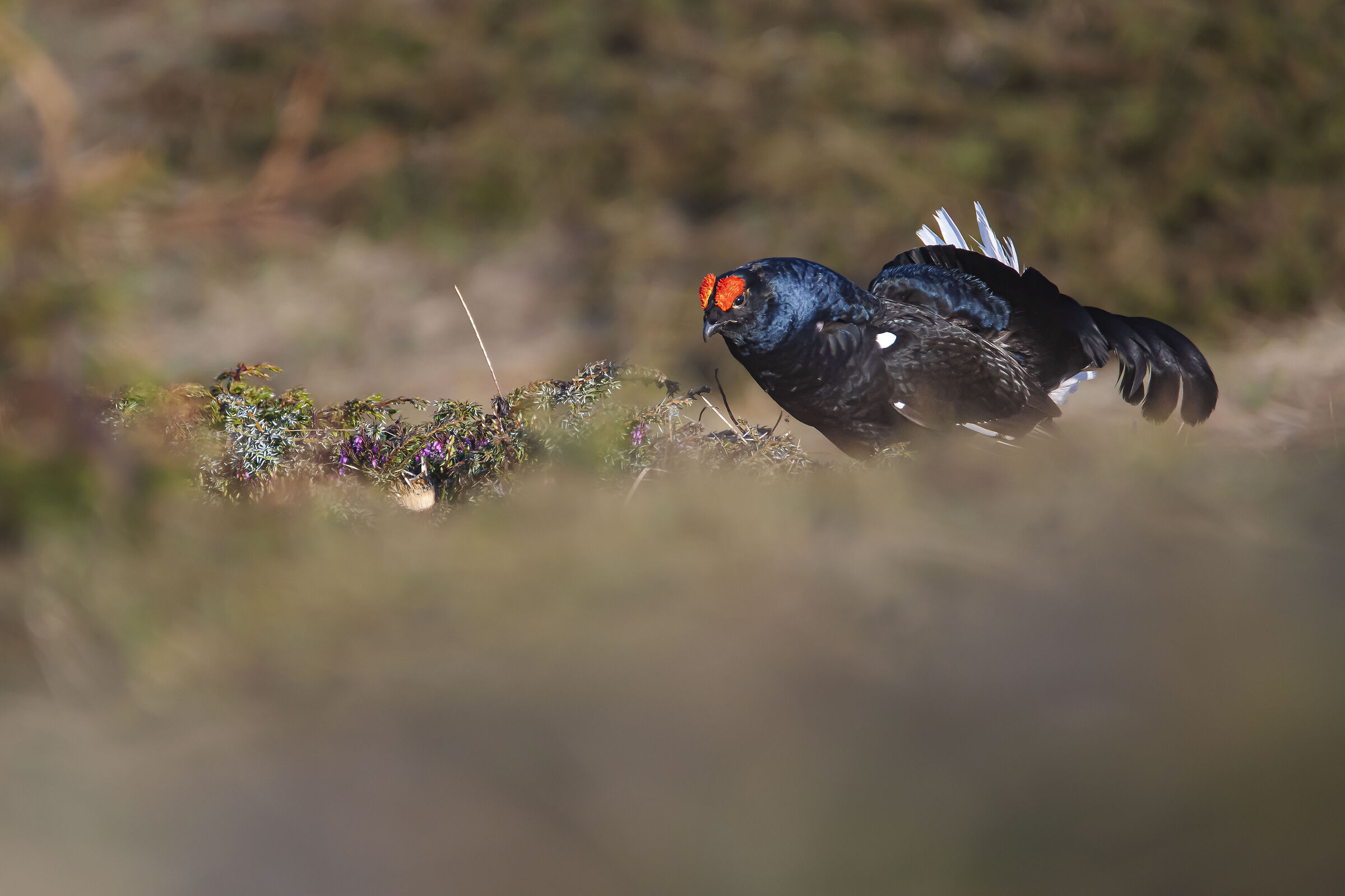 Black grouse