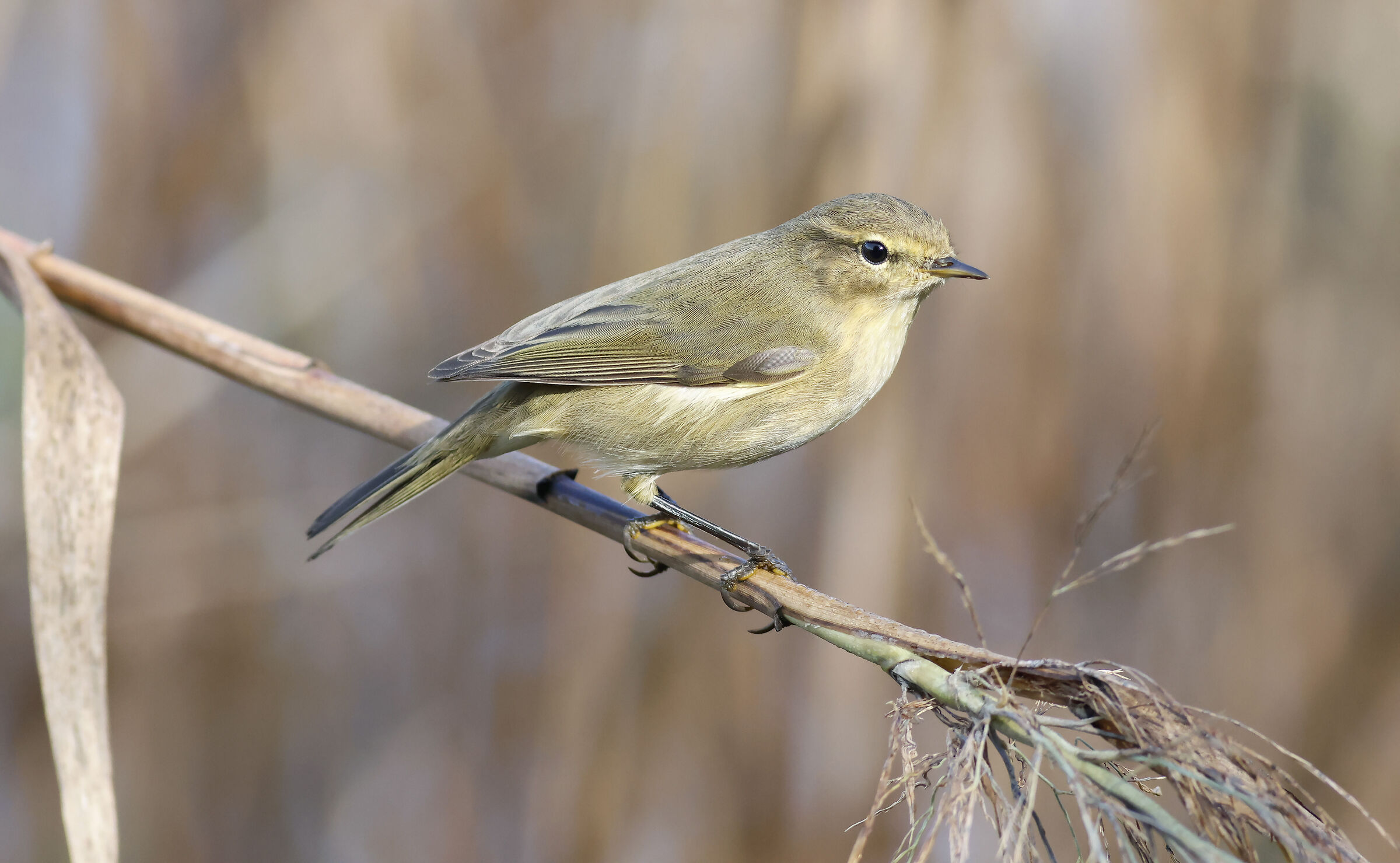 Chiffchaff a Simar NR Malta. ( lui piccolo)