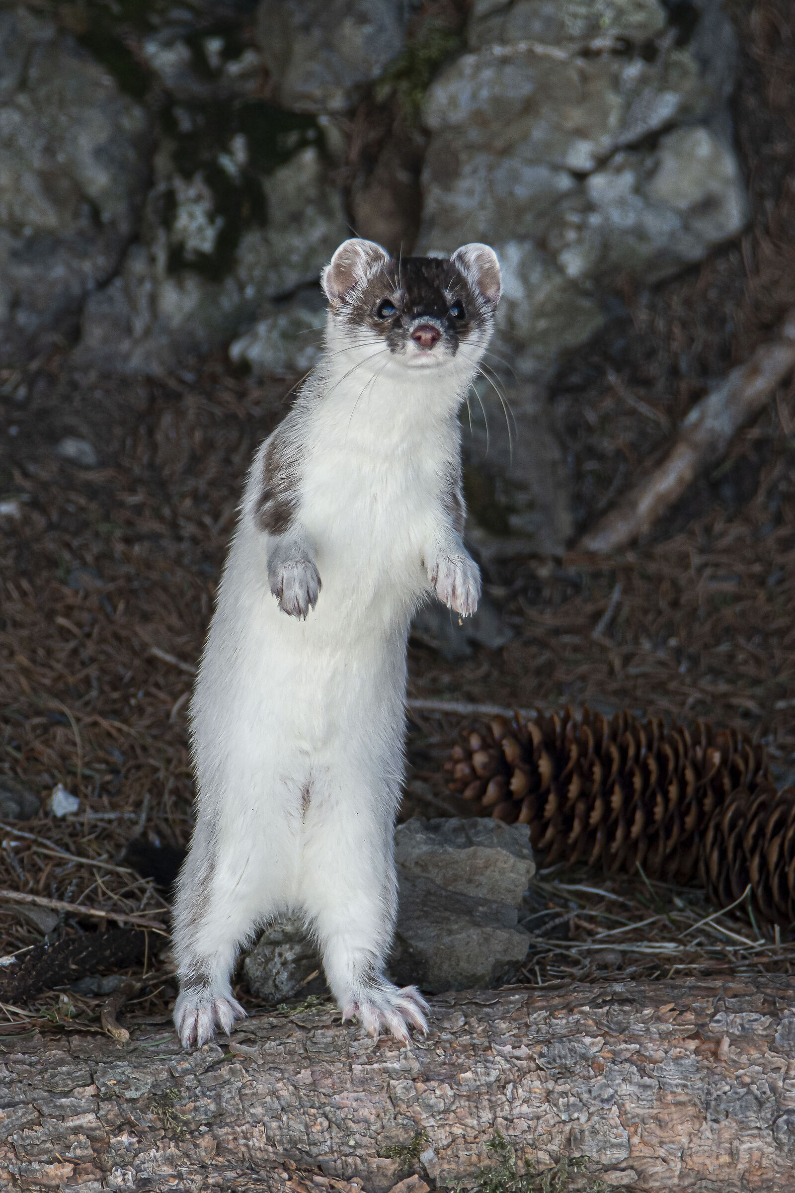 Ermine