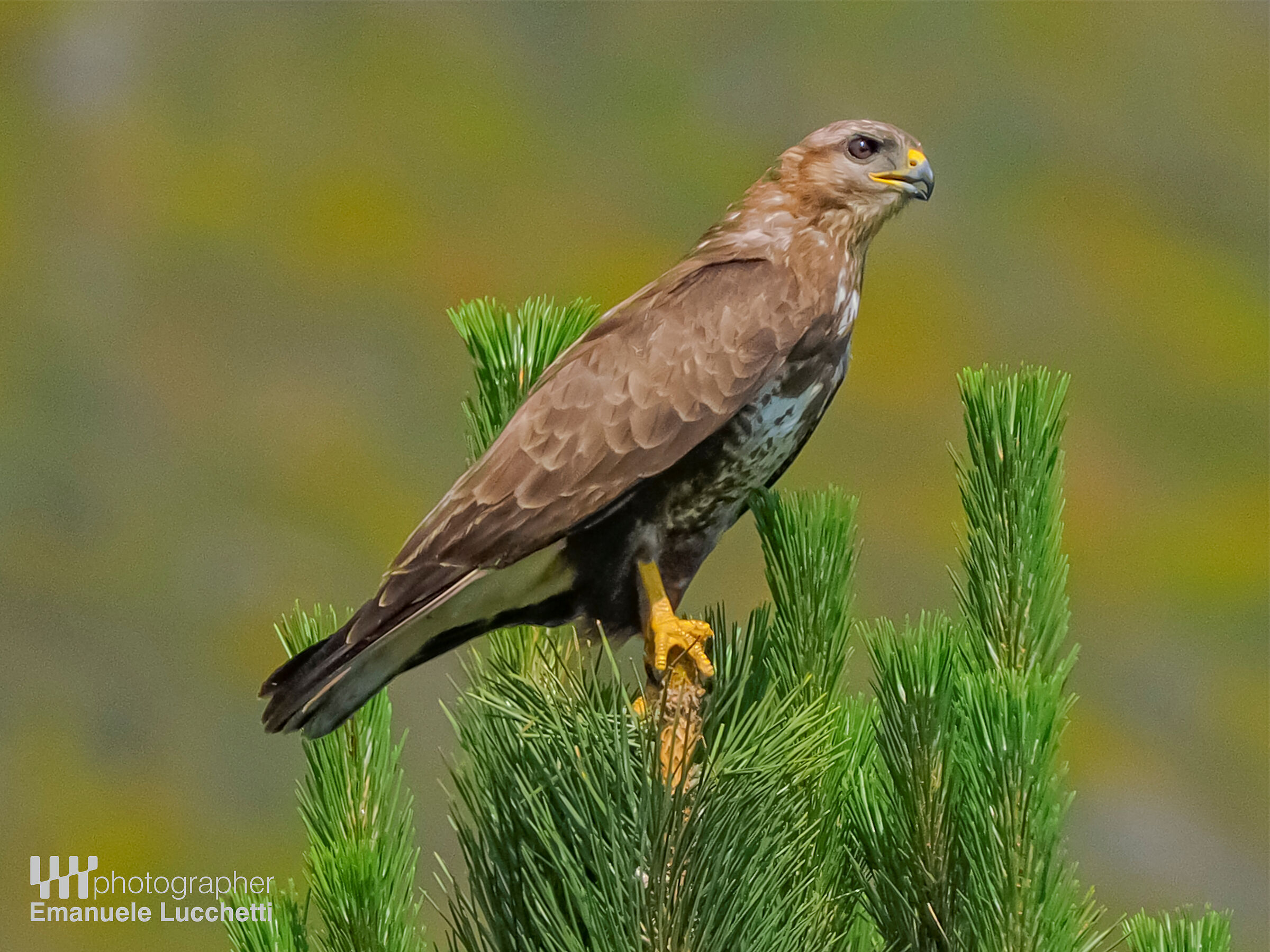 Buzzard