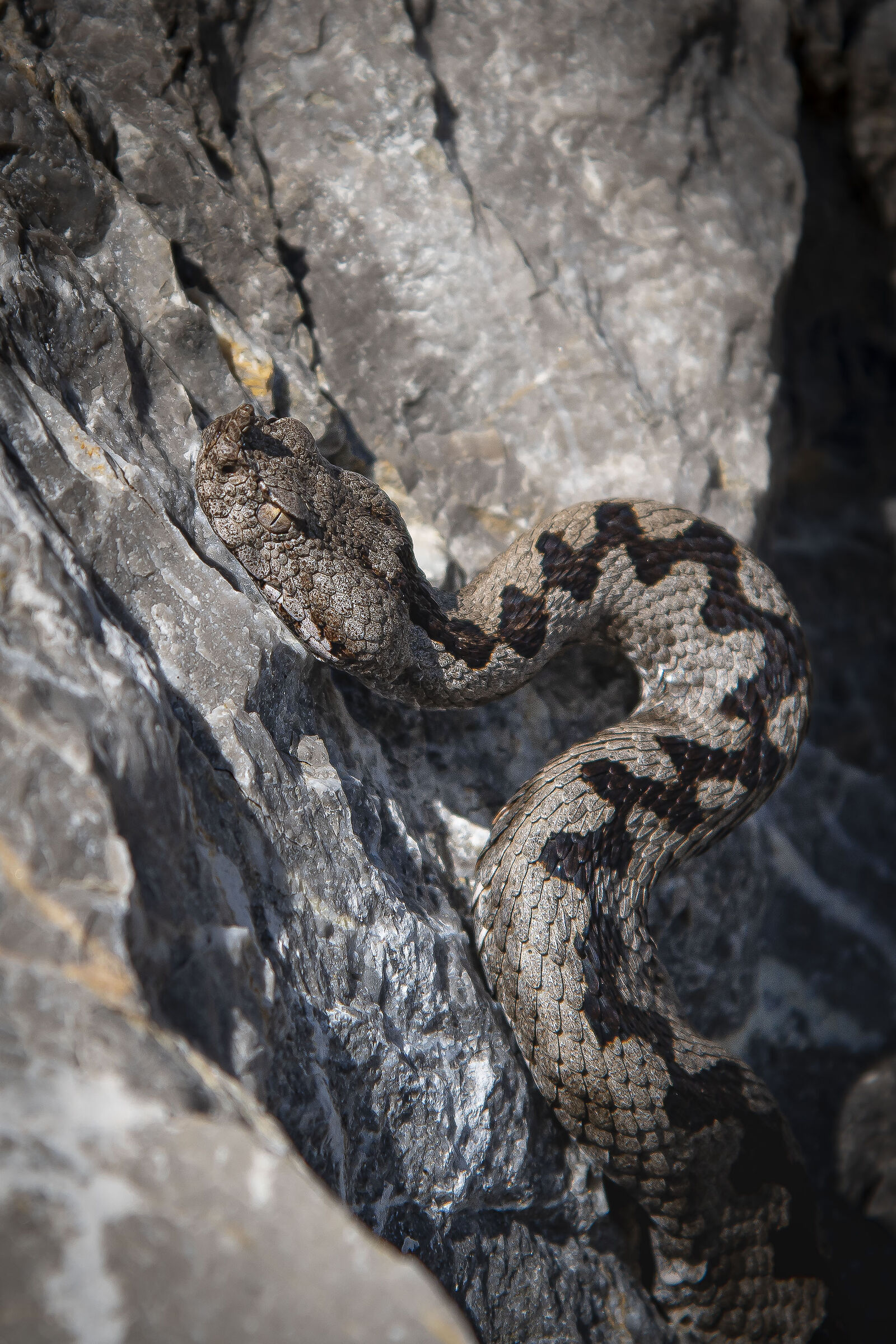 Horned viper (vipera ammodytes)