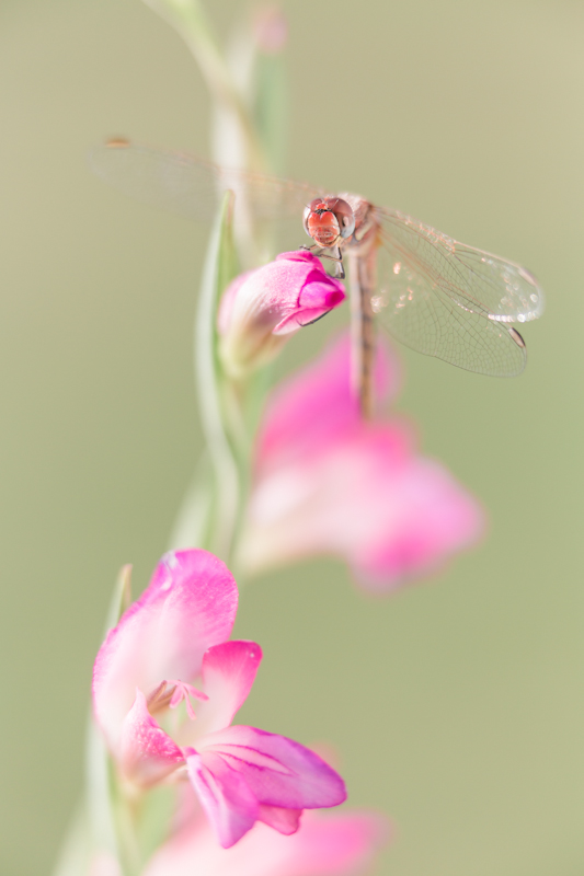 Sympetrum in rosa