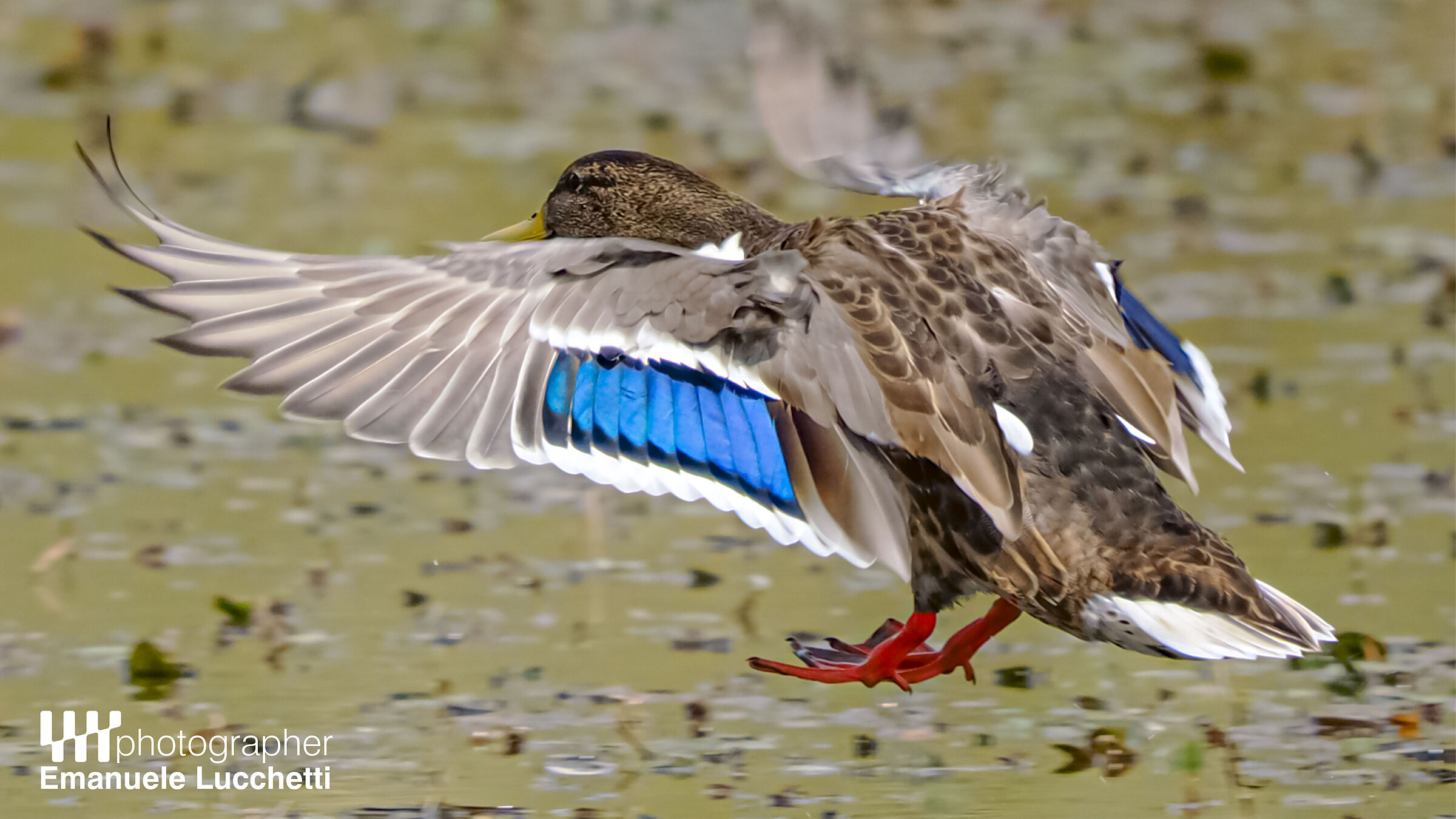 Mallard (m)