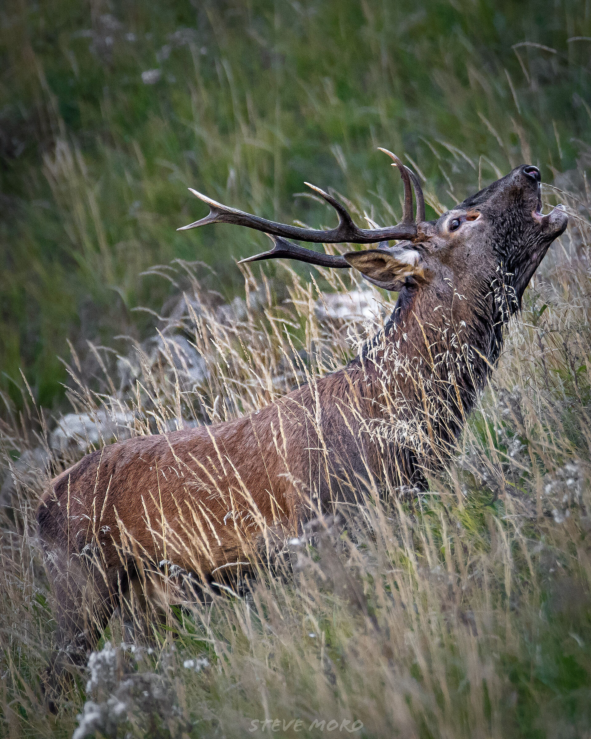 Deer roar