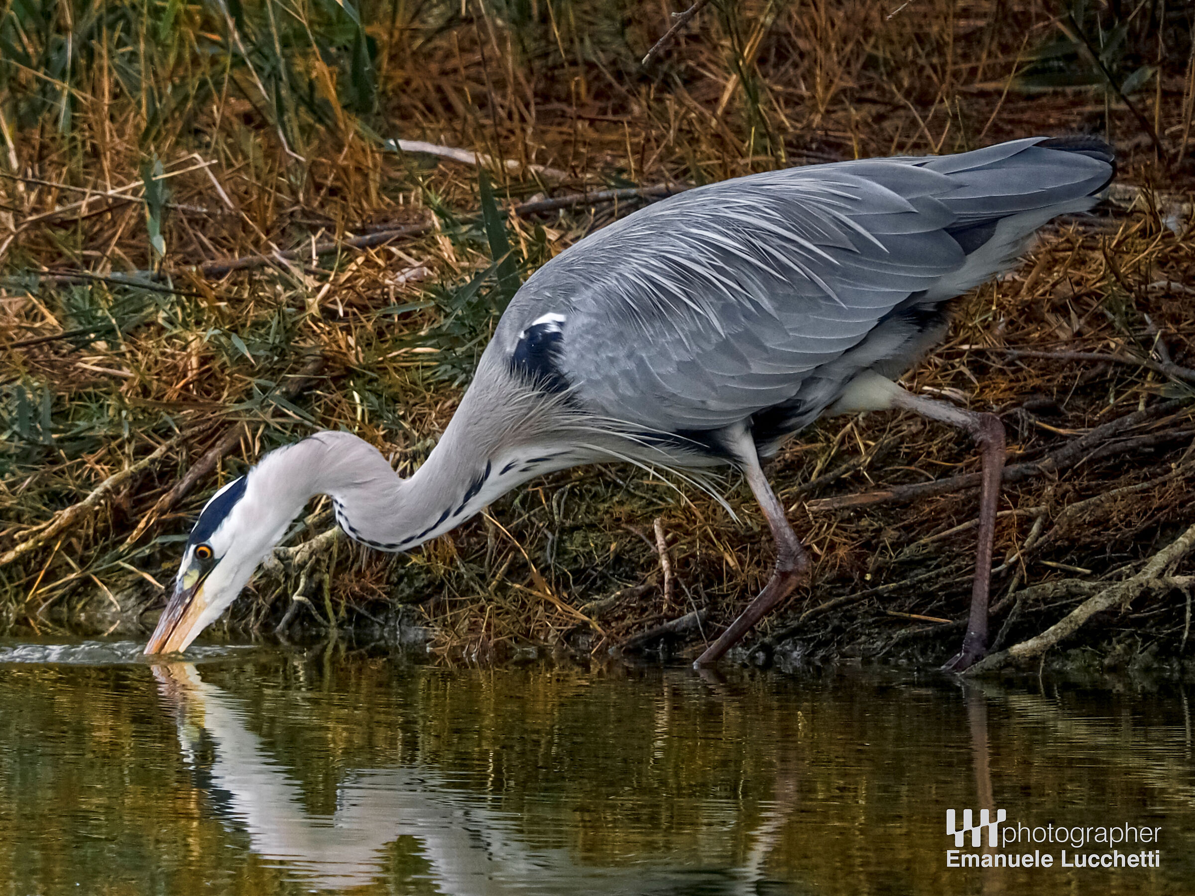 Grey heron