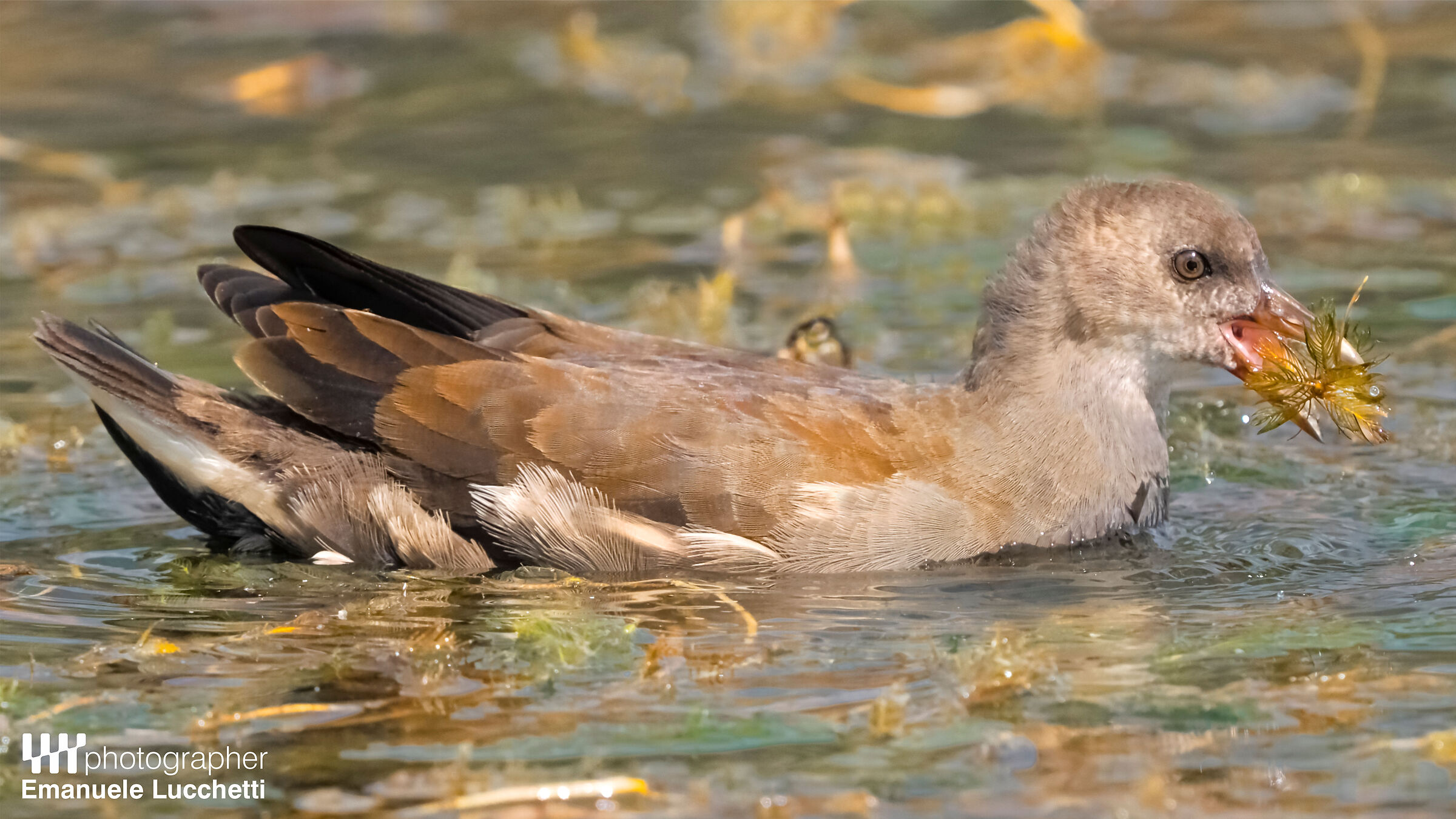 Moorhen (juv)