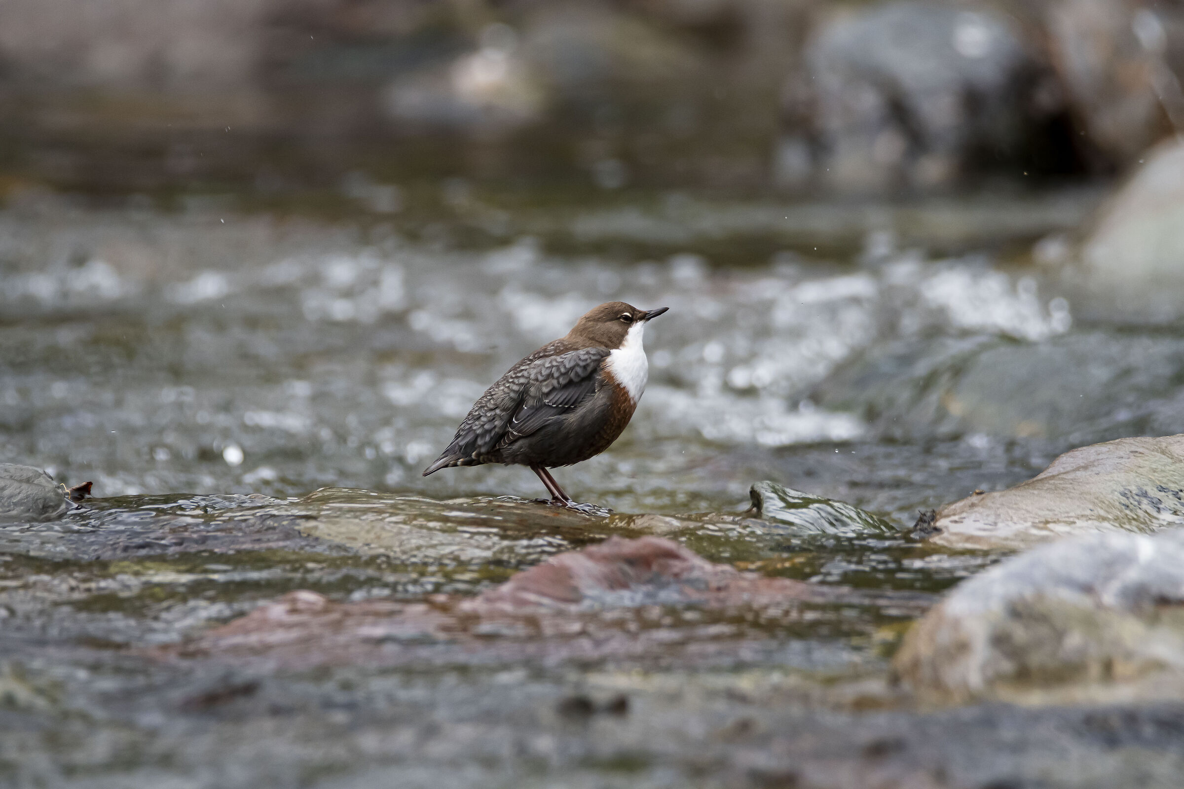 white-throated dipper