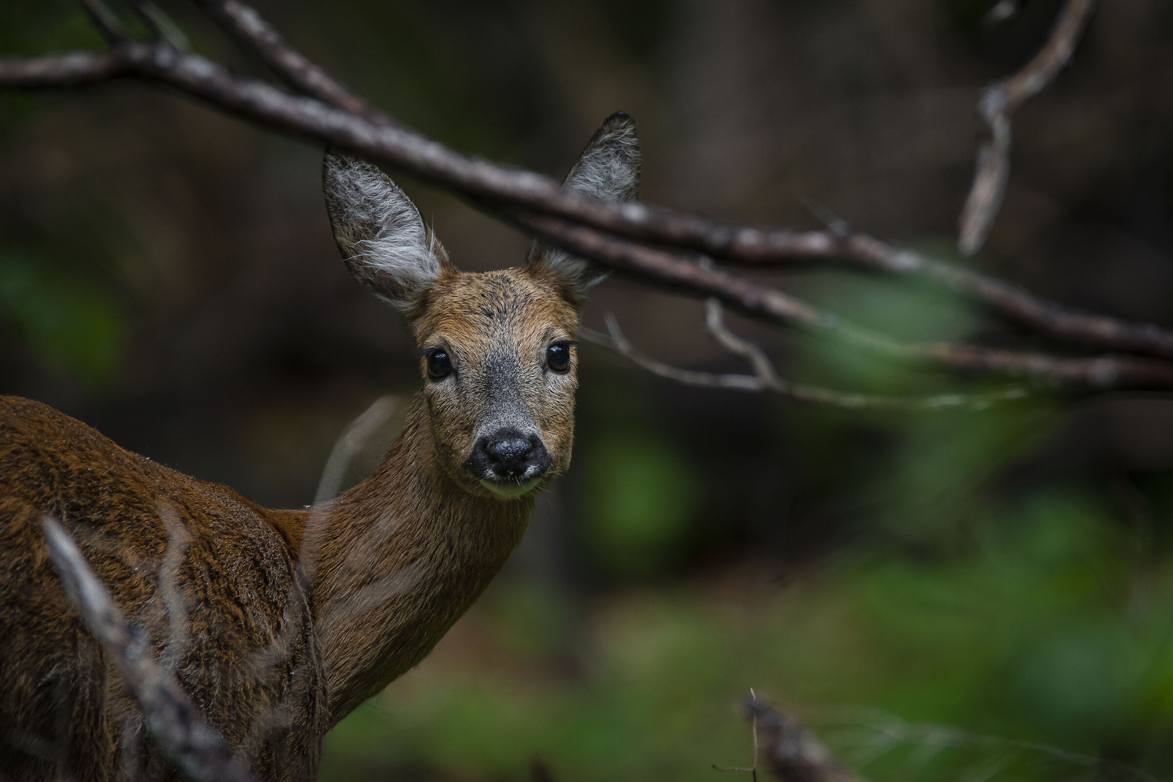 roe deer