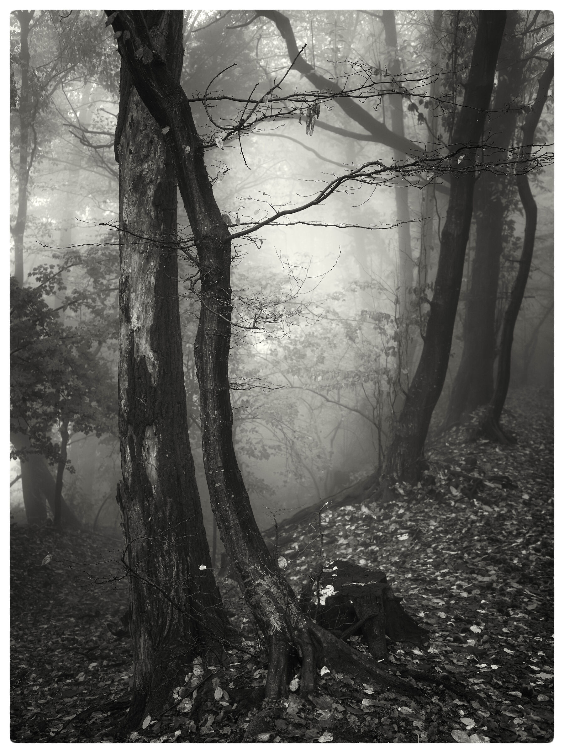 Nell'intimo passeggiare