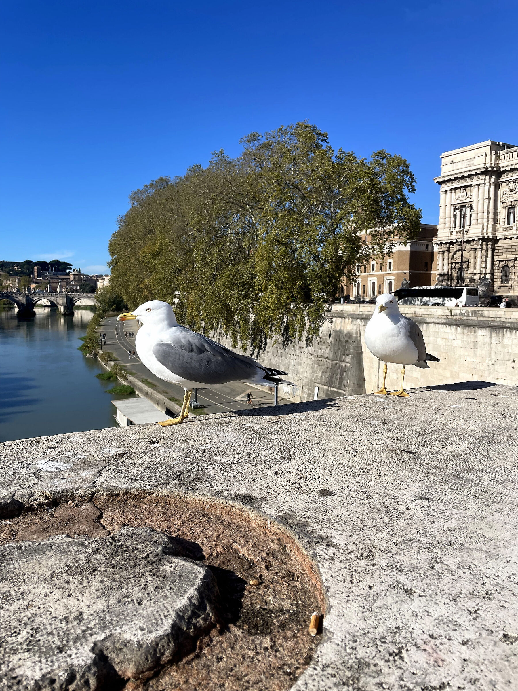 Gabbiani Reale - Roma