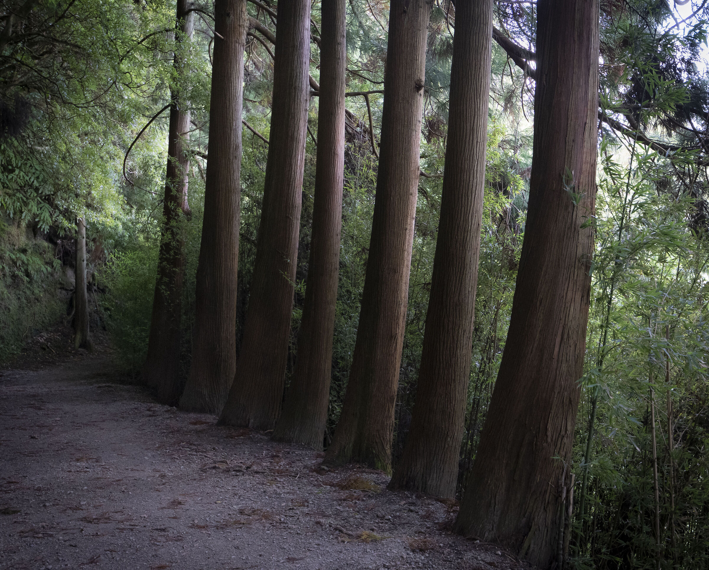 The trail - Furnas - Sao Miguel Island