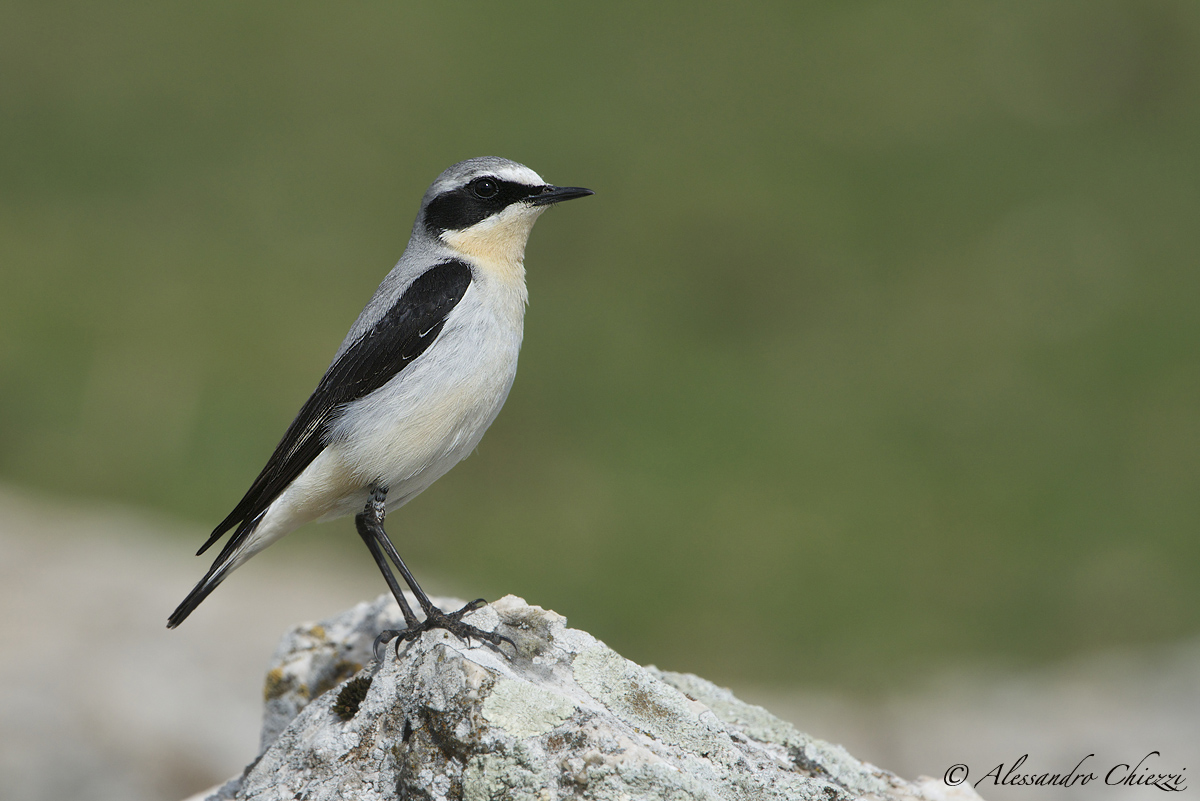 The elegance of the wheatear