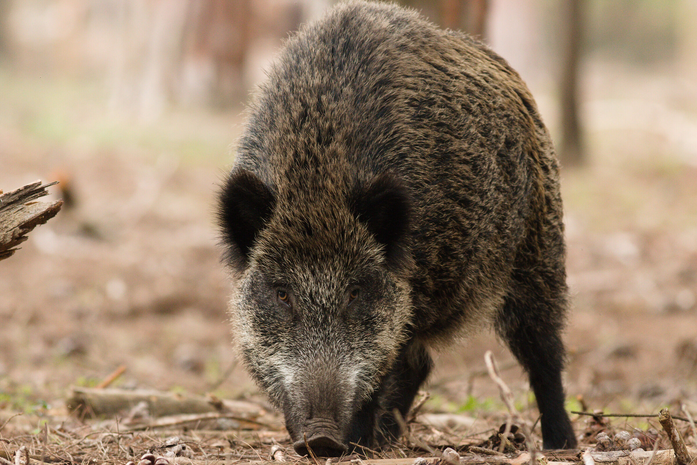 A nice wild boar even too close