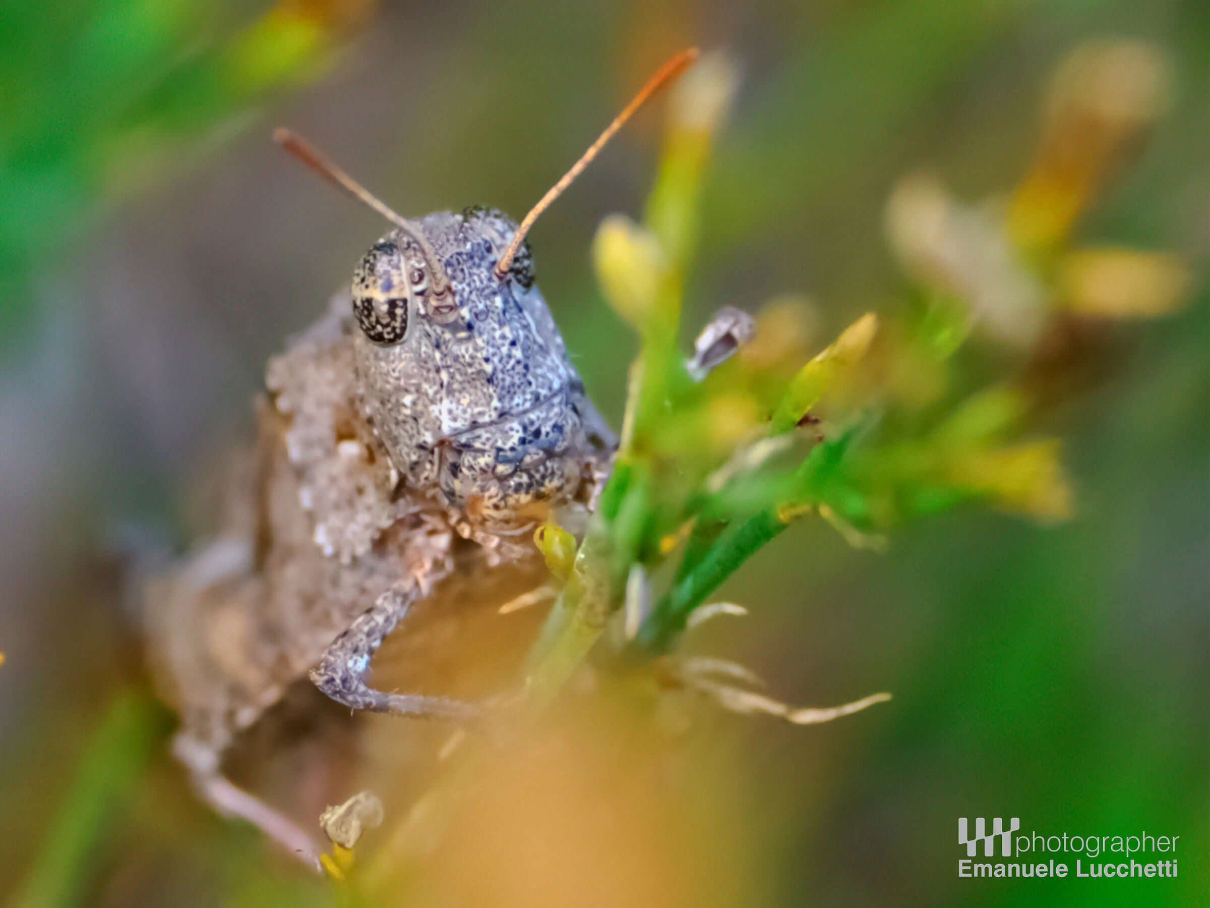 Macro