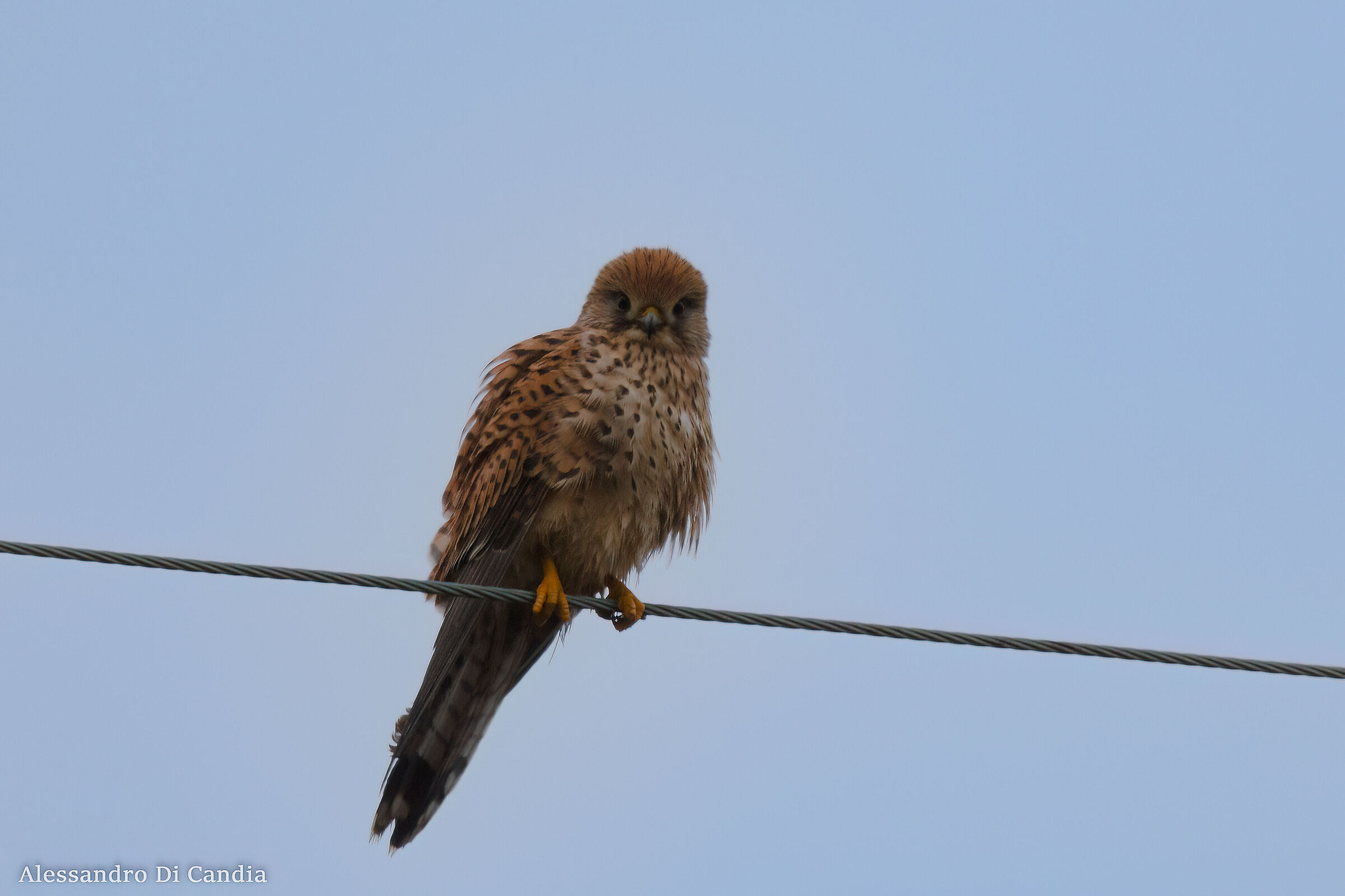 Un arruffato Gheppio