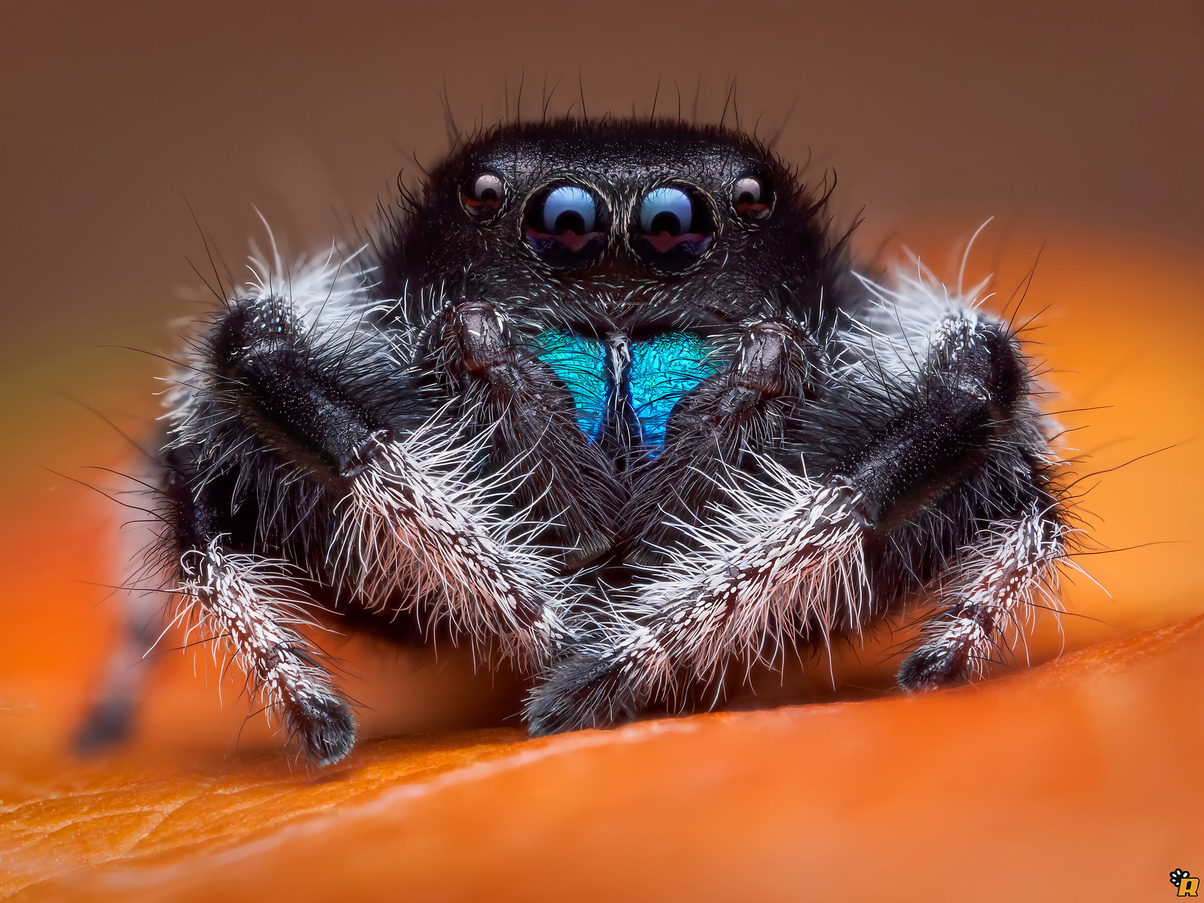 Male Phidippus regius