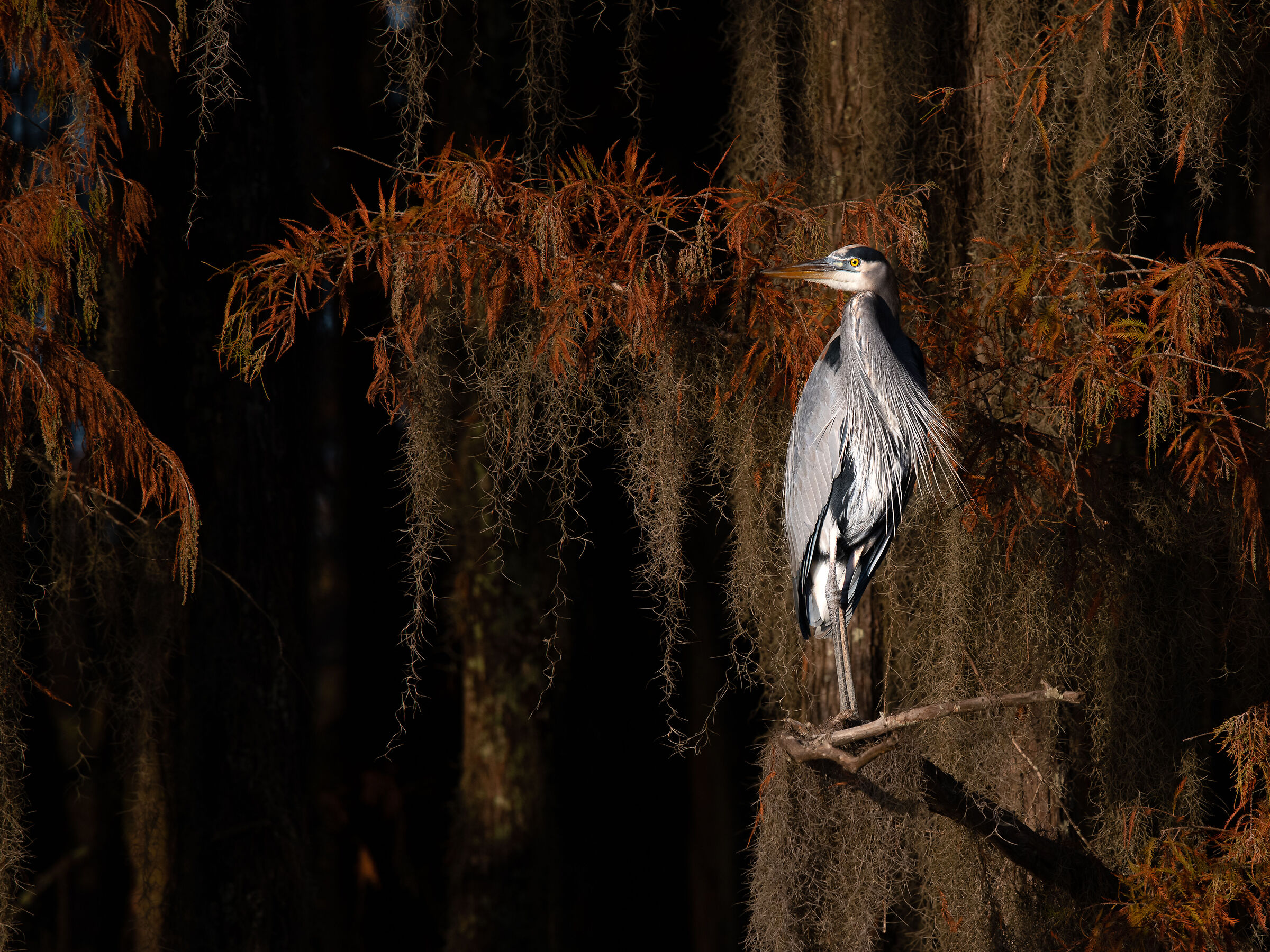 grey heron