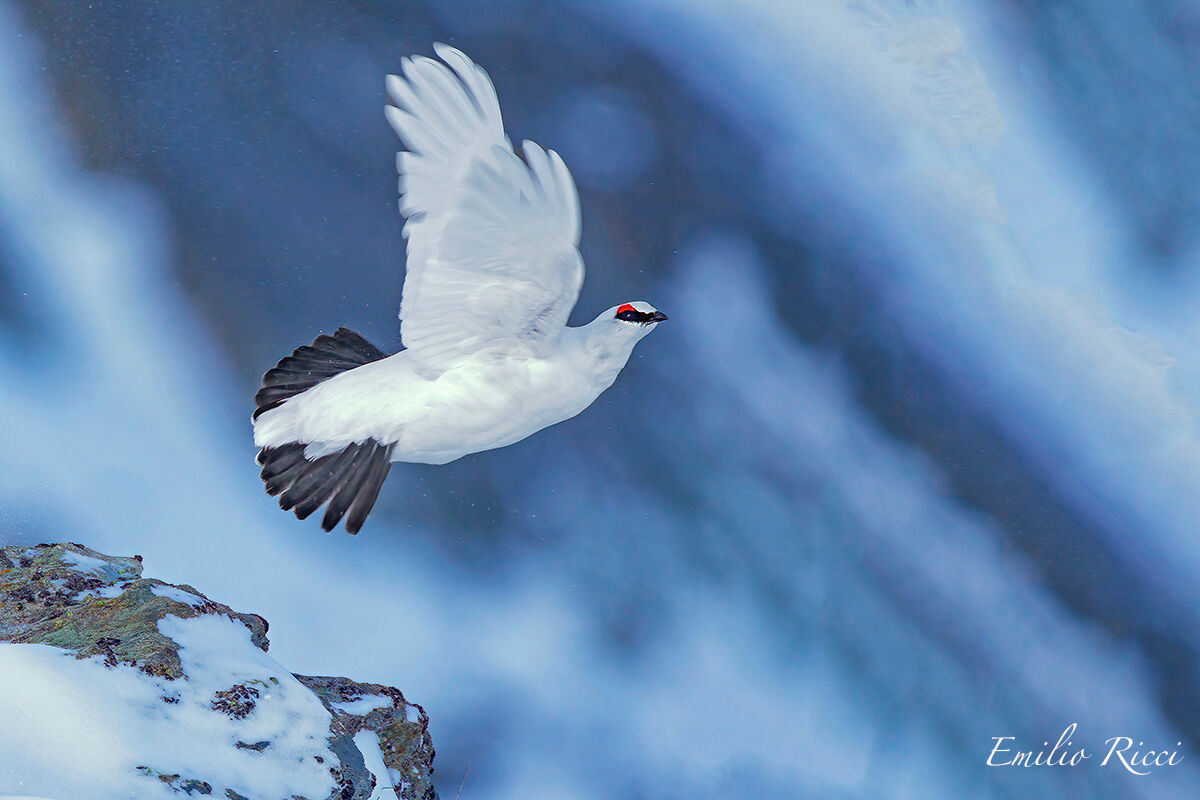 ptarmigan