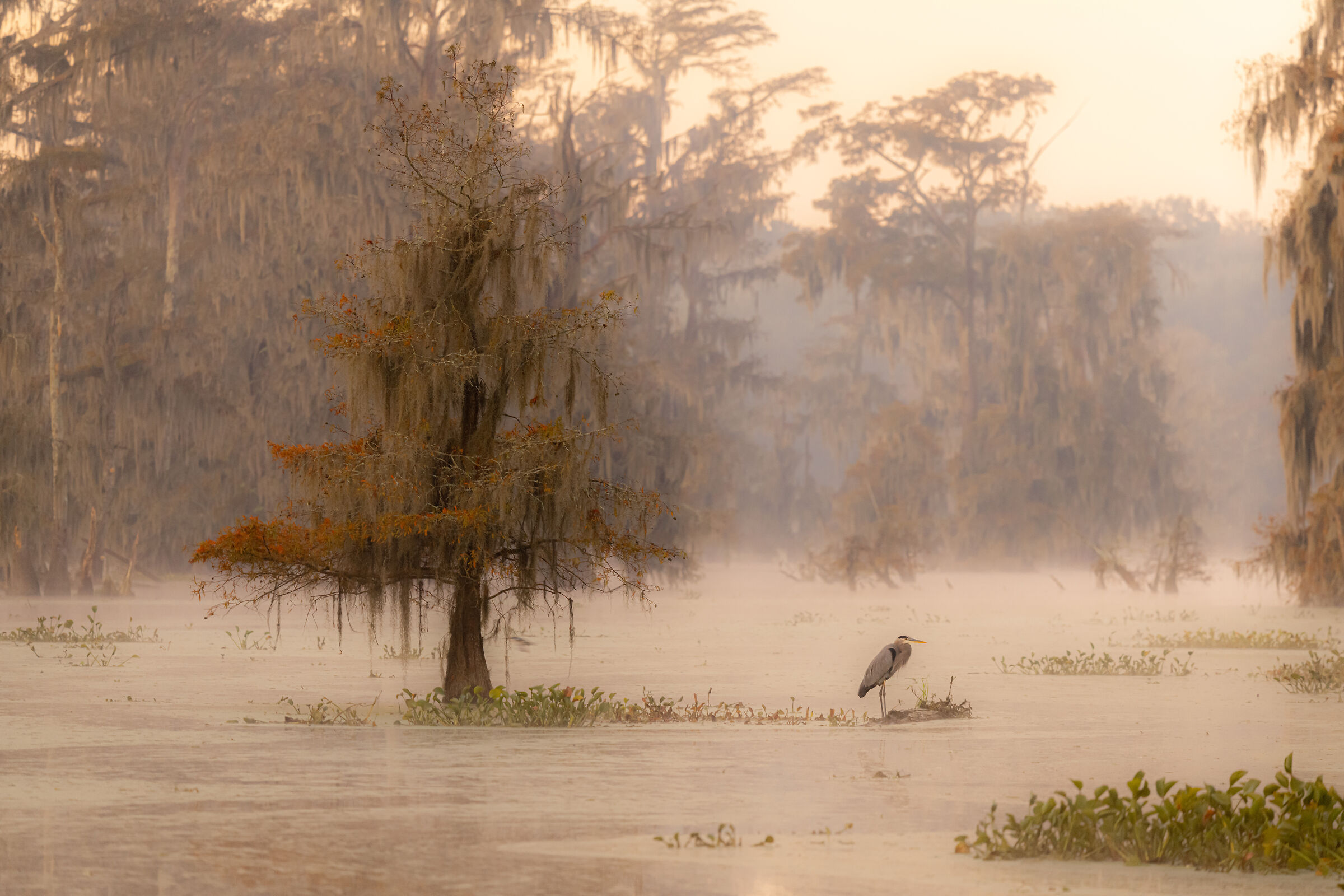 Heron in the fog