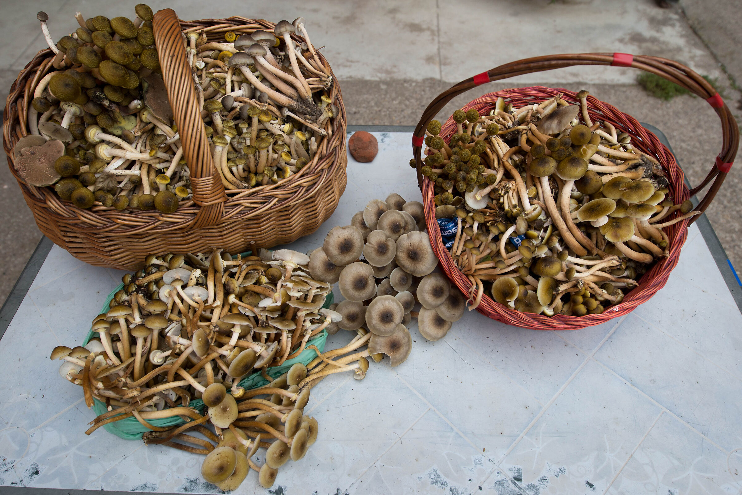 Dopo aver gustato tre birre vado nel bosco....