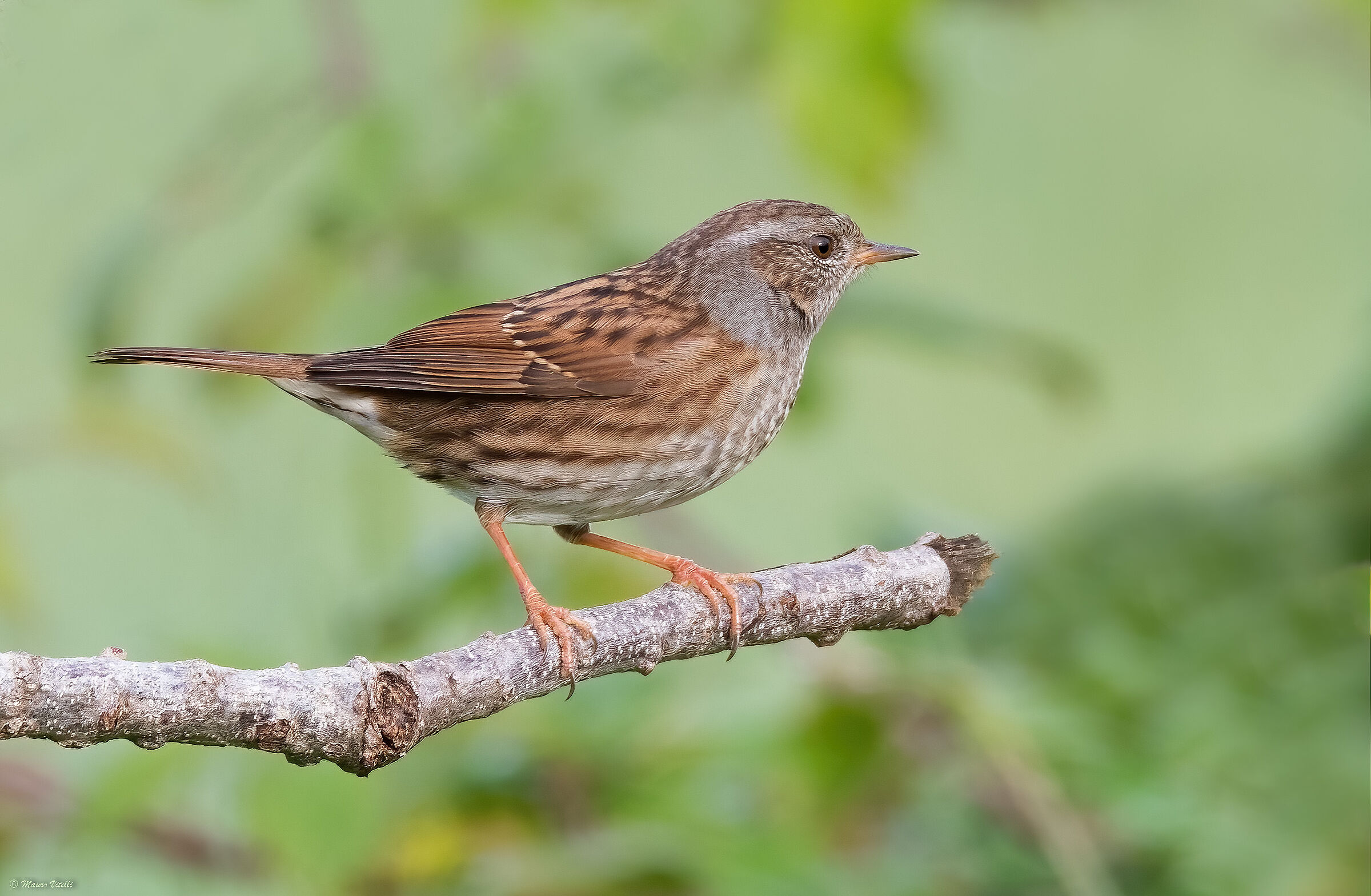 Sparrow (Prunella modularis)