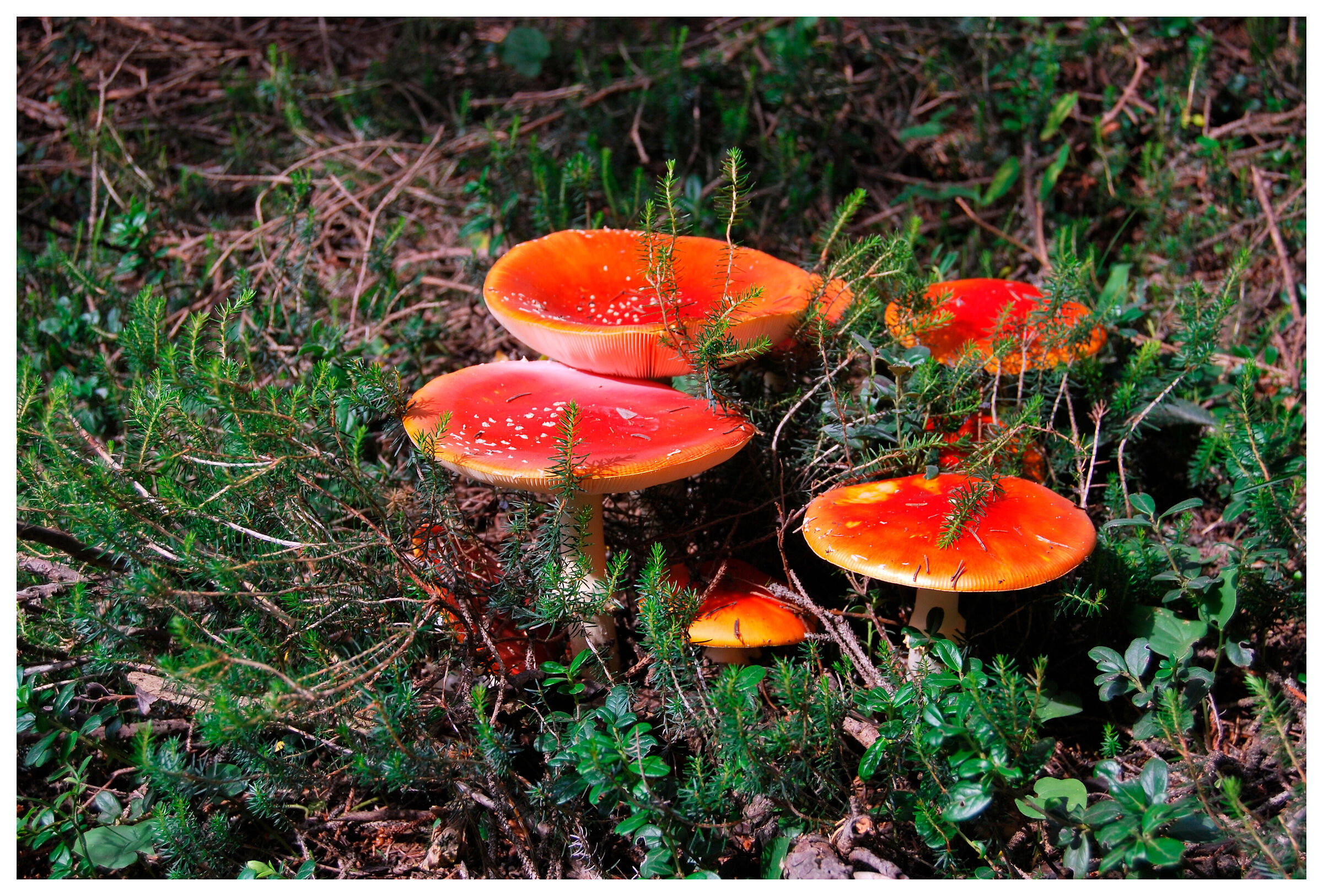 Amanita muscaria famigliola