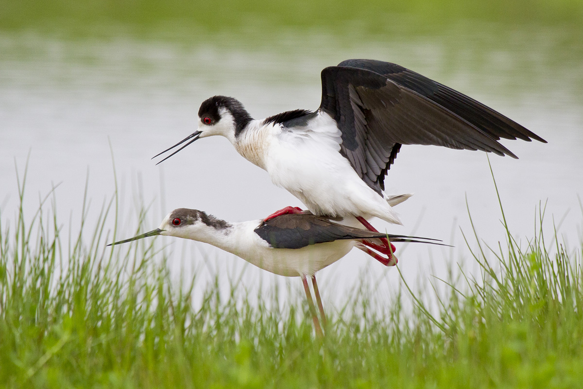 Cavalieri d'Italia nella fase di accoppiamento
