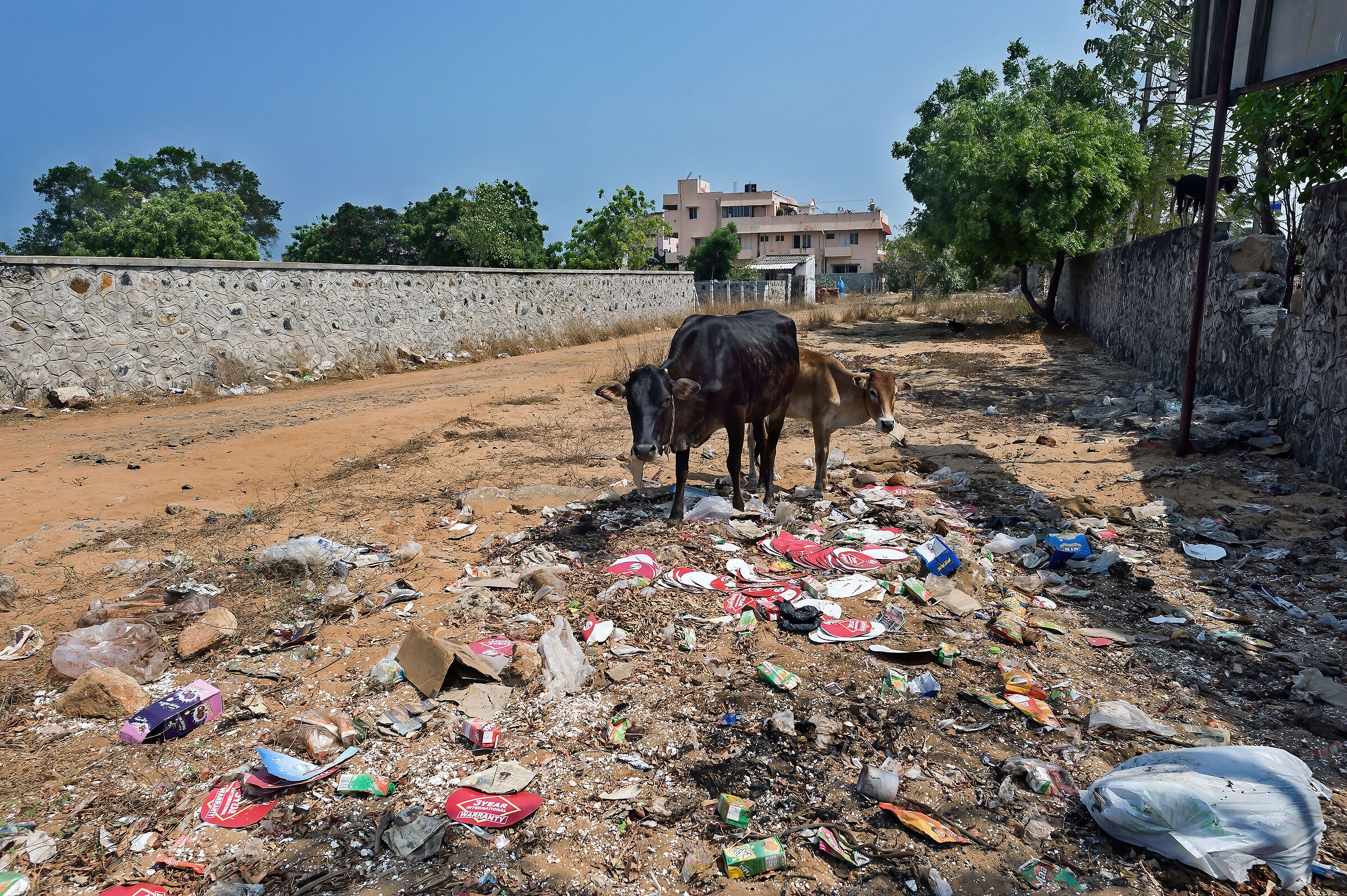 mucche in cerca di cibo