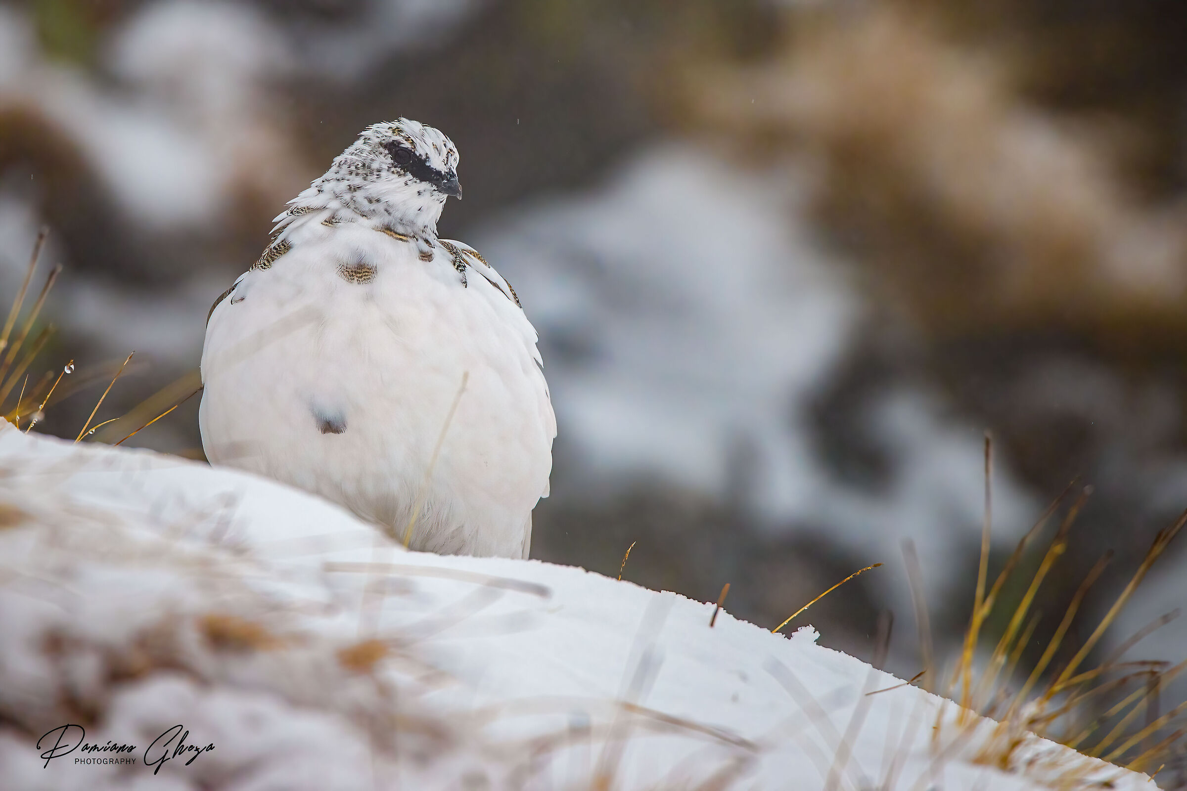 Ptarmigan